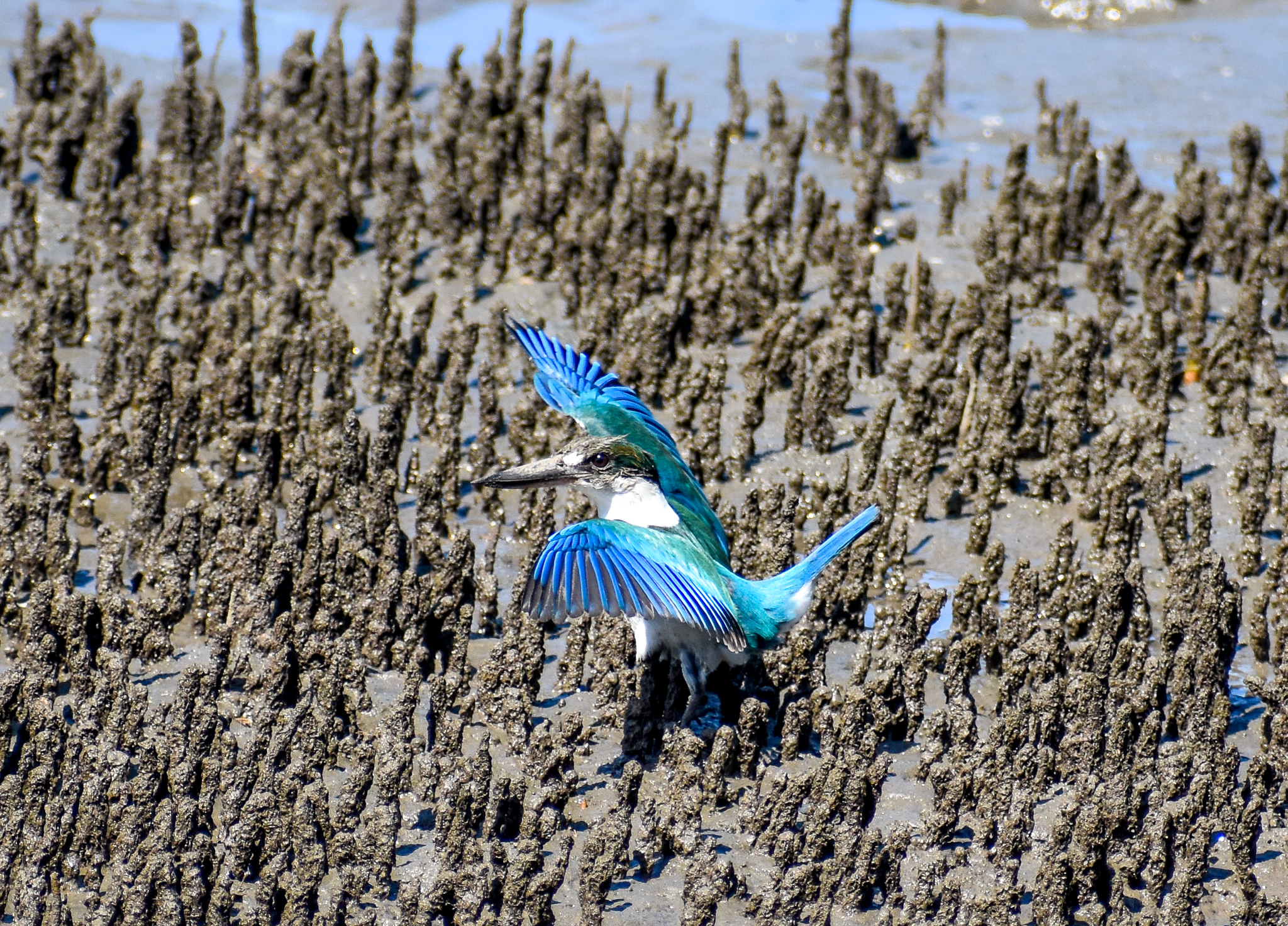 Torresian Kingfisher