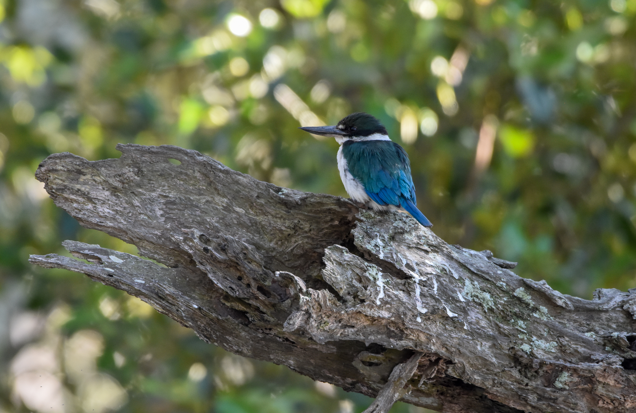 Torresian Kingfisher