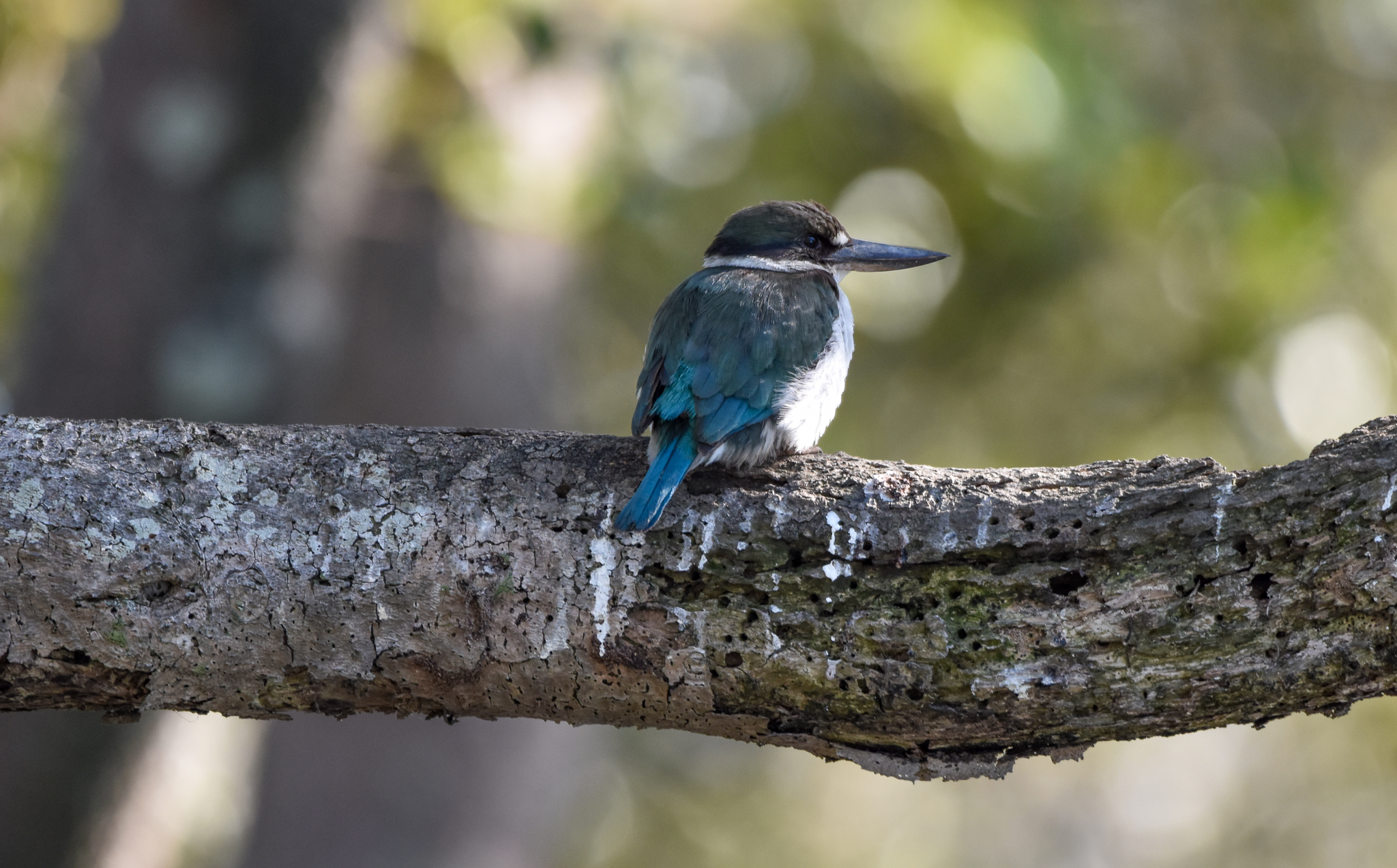 Torresian Kingfisher