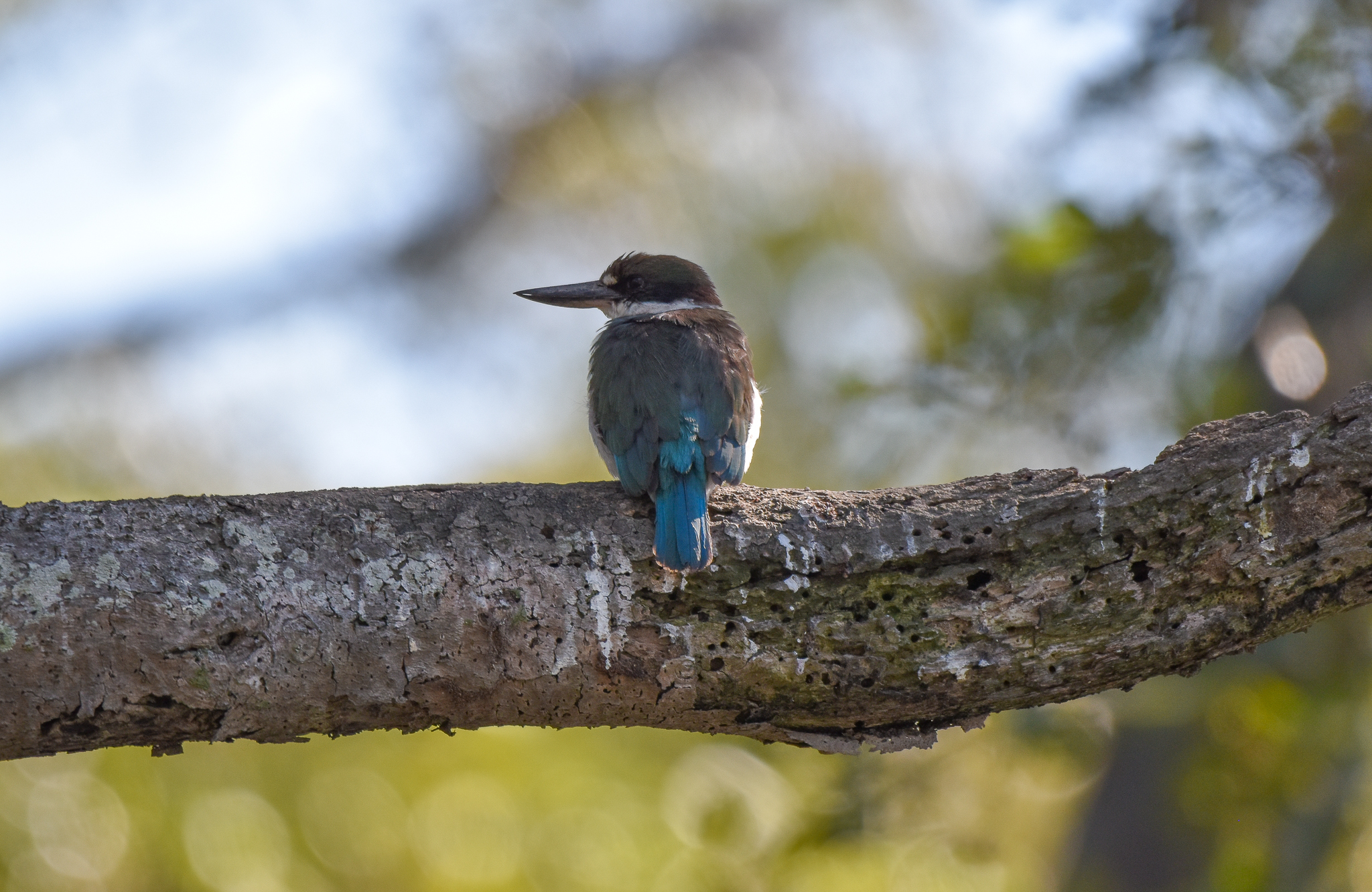 Torresian Kingfisher