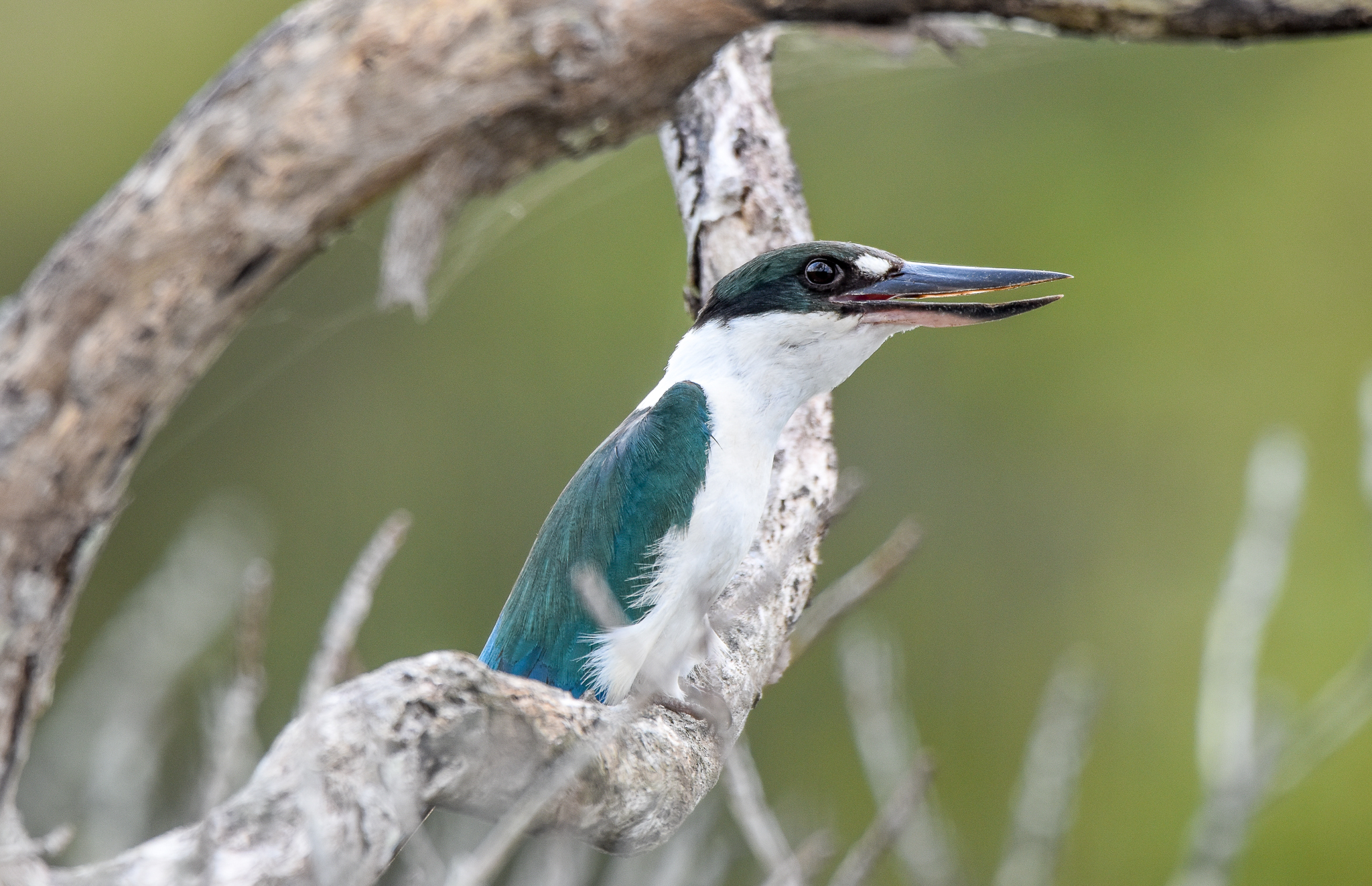 Torresian Kingfisher