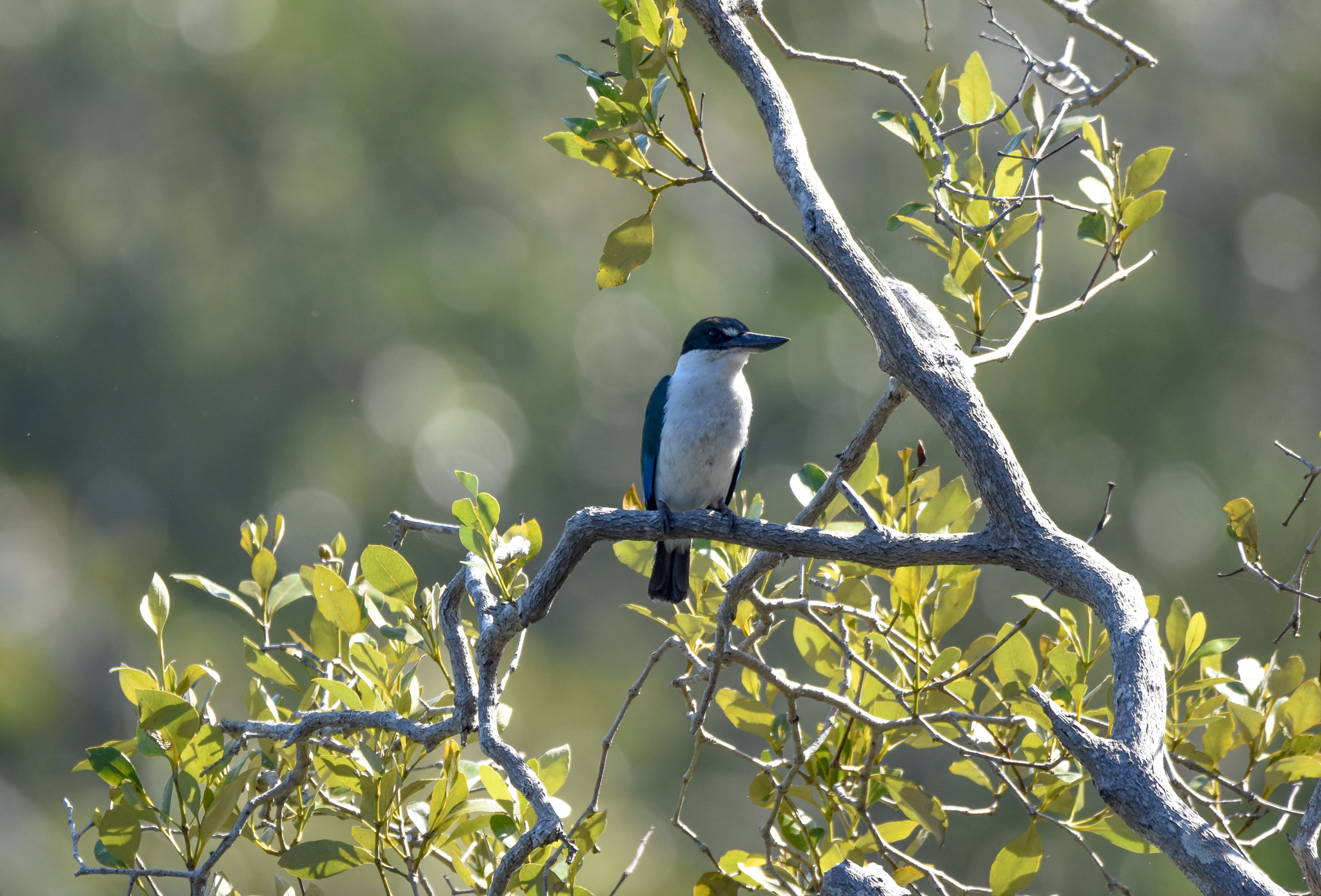 Torresian Kingfisher