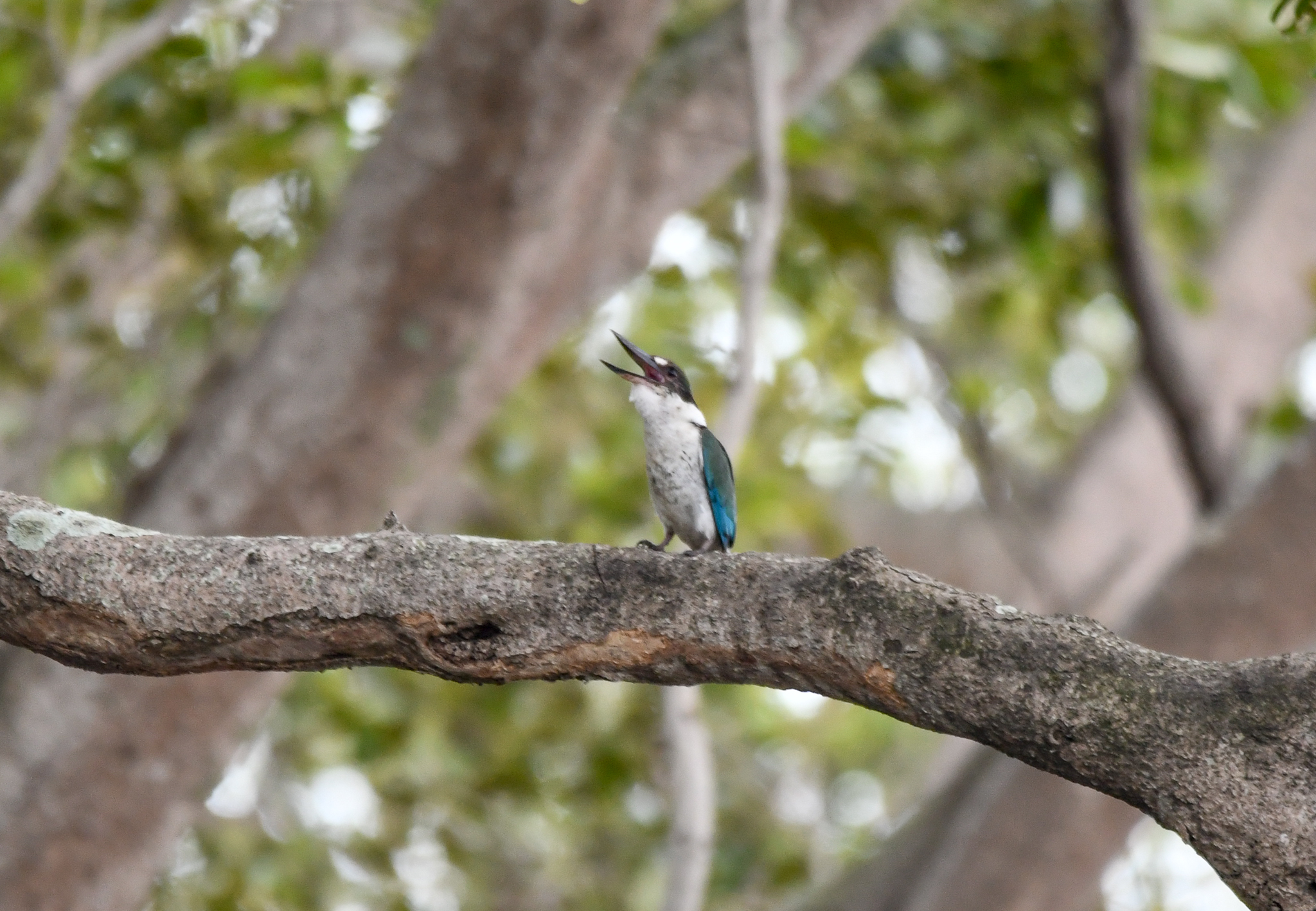 Torresian Kingfisher