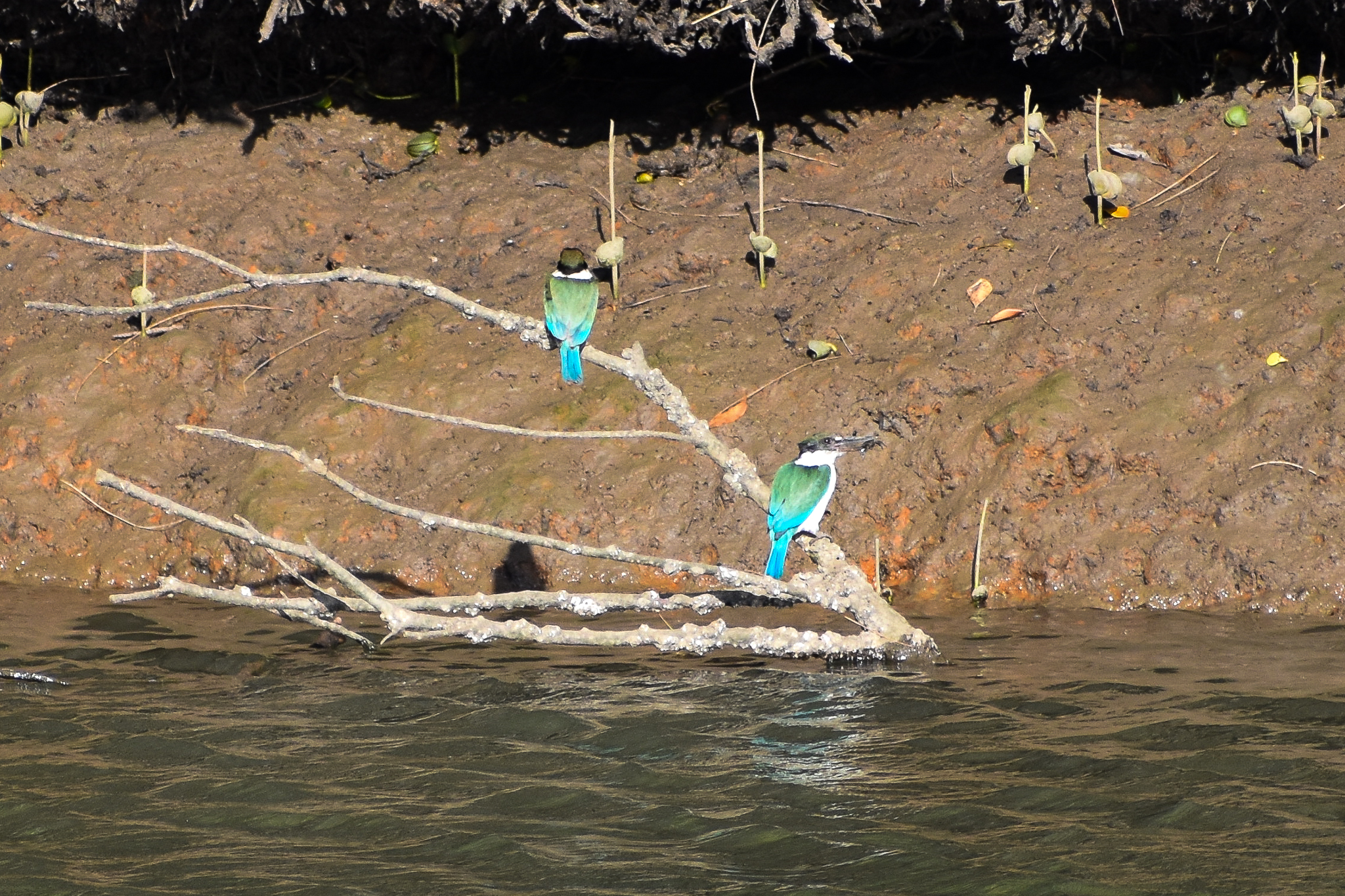 Torresian Kingfishers (Todiramphus sordidus)