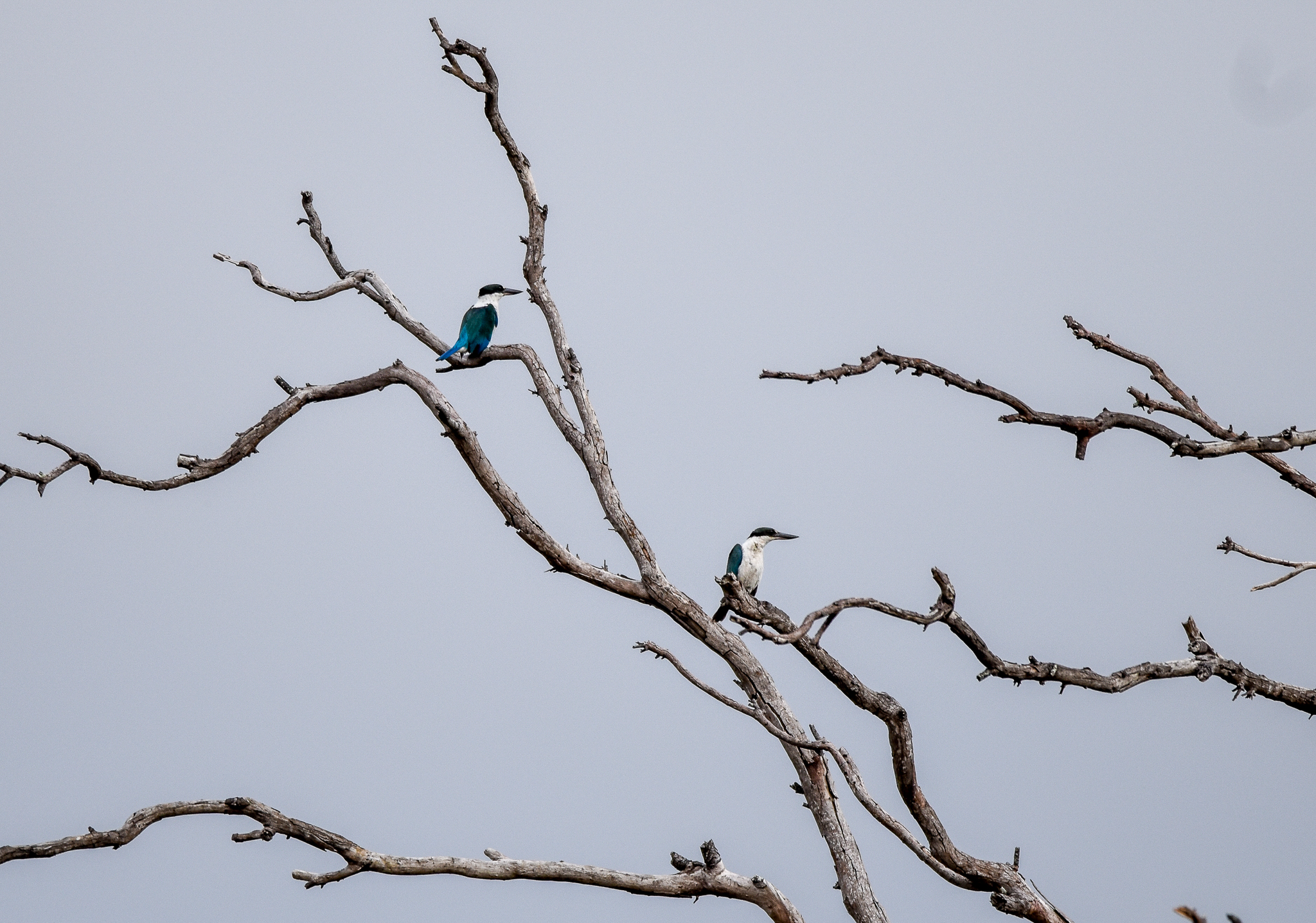 Torresian Kingfishers