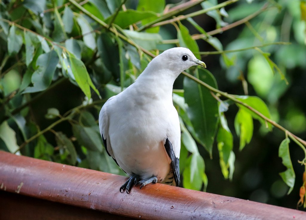 Torresioan Imperial Pigeon