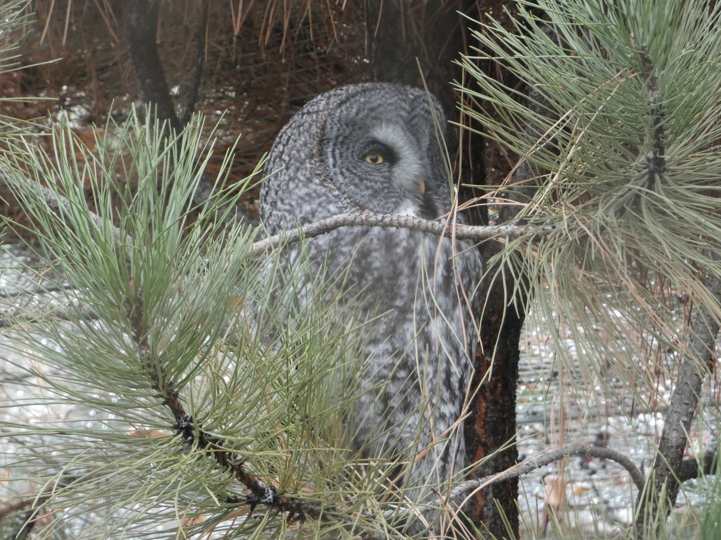 Torrhen (Great grey owl)