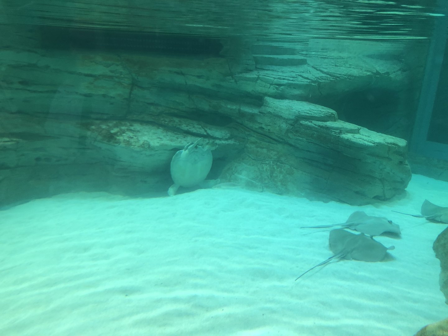 Tortellini the Sea Turtle with Buoyancy Issues