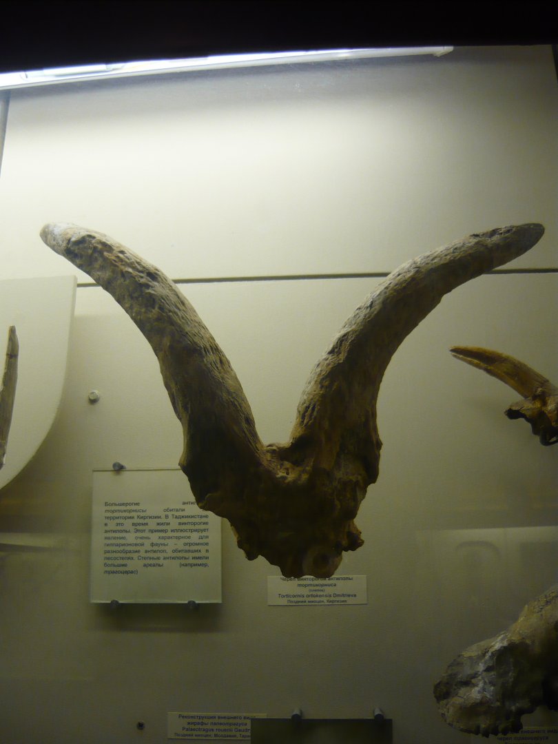 Torticornis ortokensis skull fragment