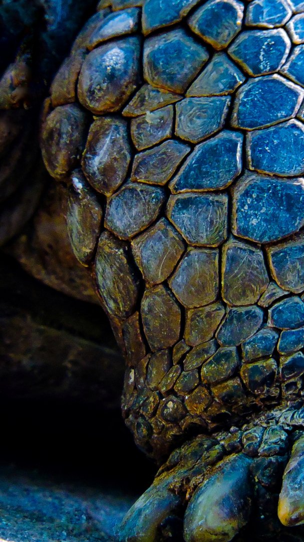 Tortise Leg Detail