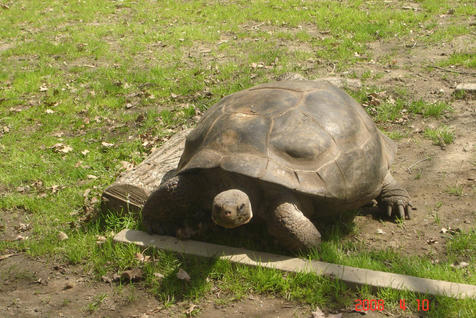 Tortoie Trail-Aldabra Giant Tortoise