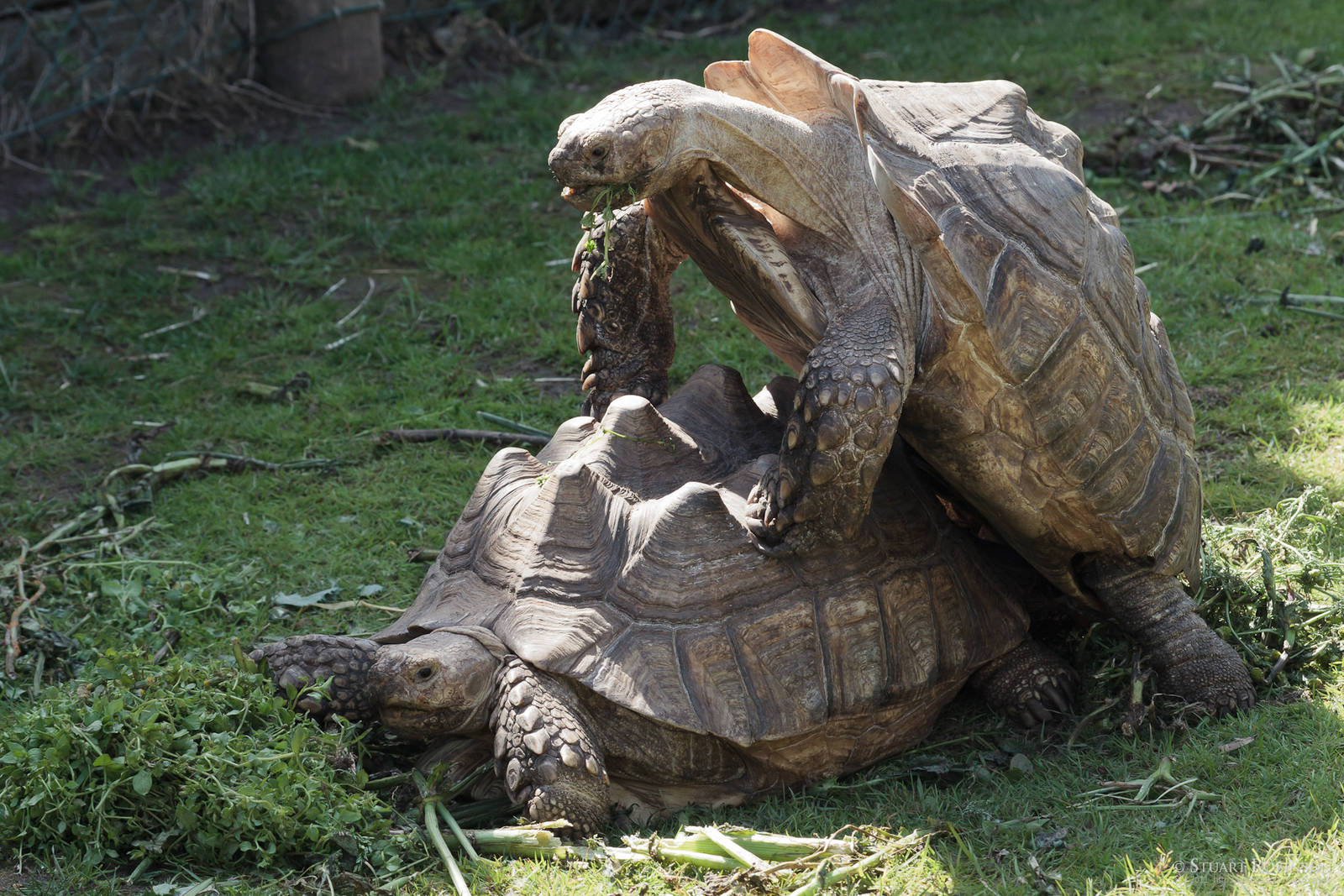 Tortoise **** - 23/07/2011