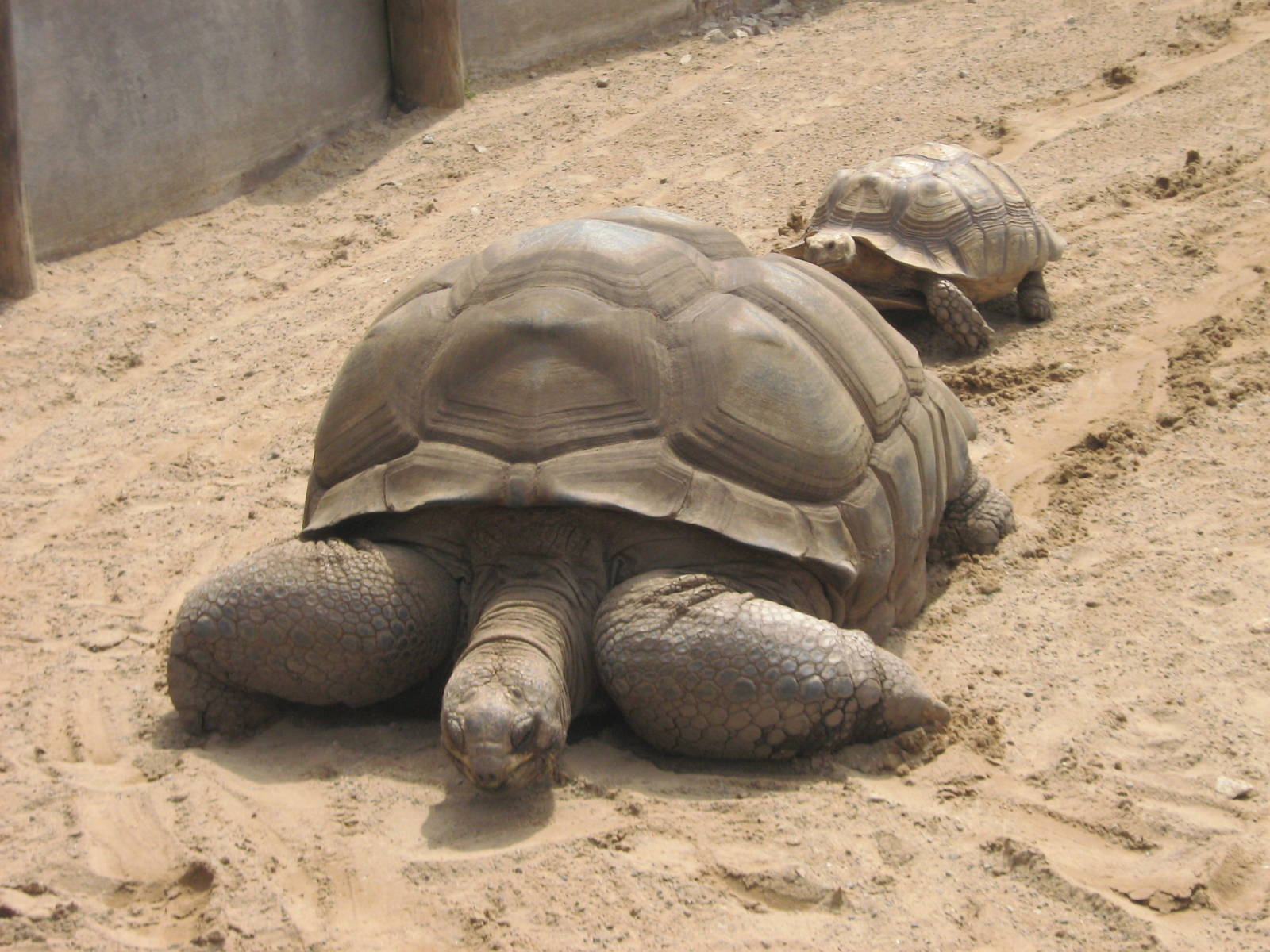 tortoise 95 years old