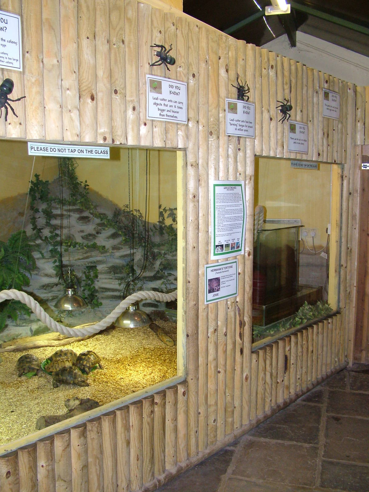 Tortoise and Ant exhibit at Tropical Wings 29/11/09