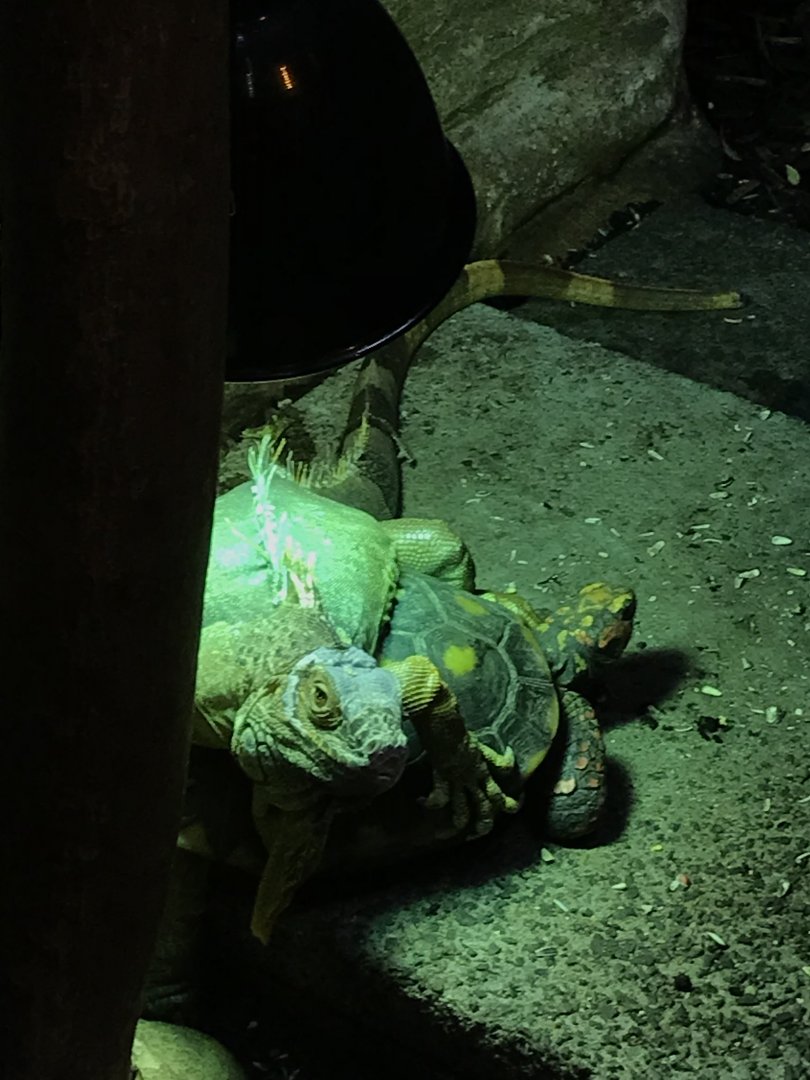 Tortoise and iguana both want the heated lamp