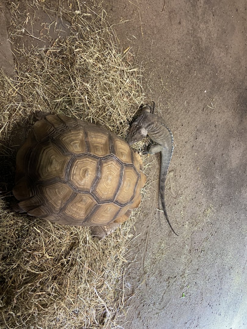 Tortoise and Iguana Habitat
