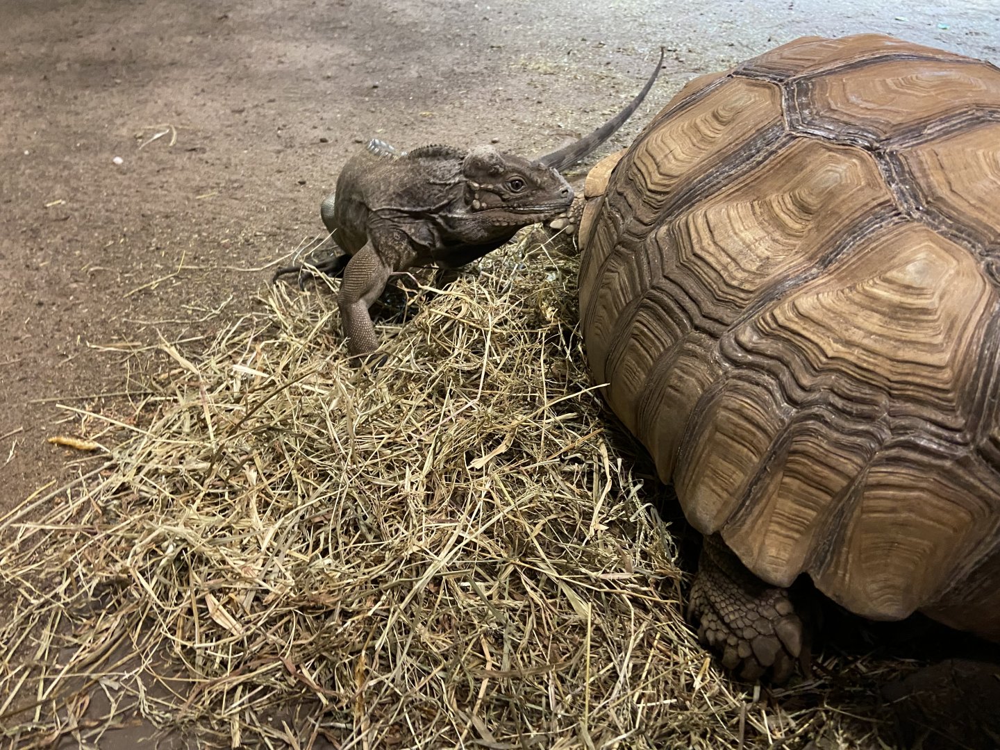 Tortoise and Iguana Habitat