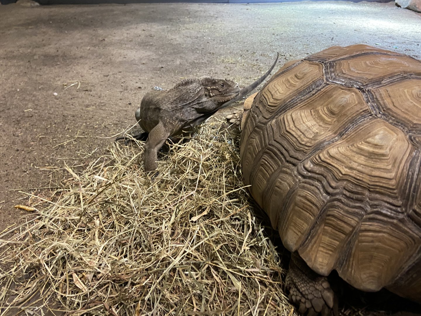 Tortoise and Iguana Habitat