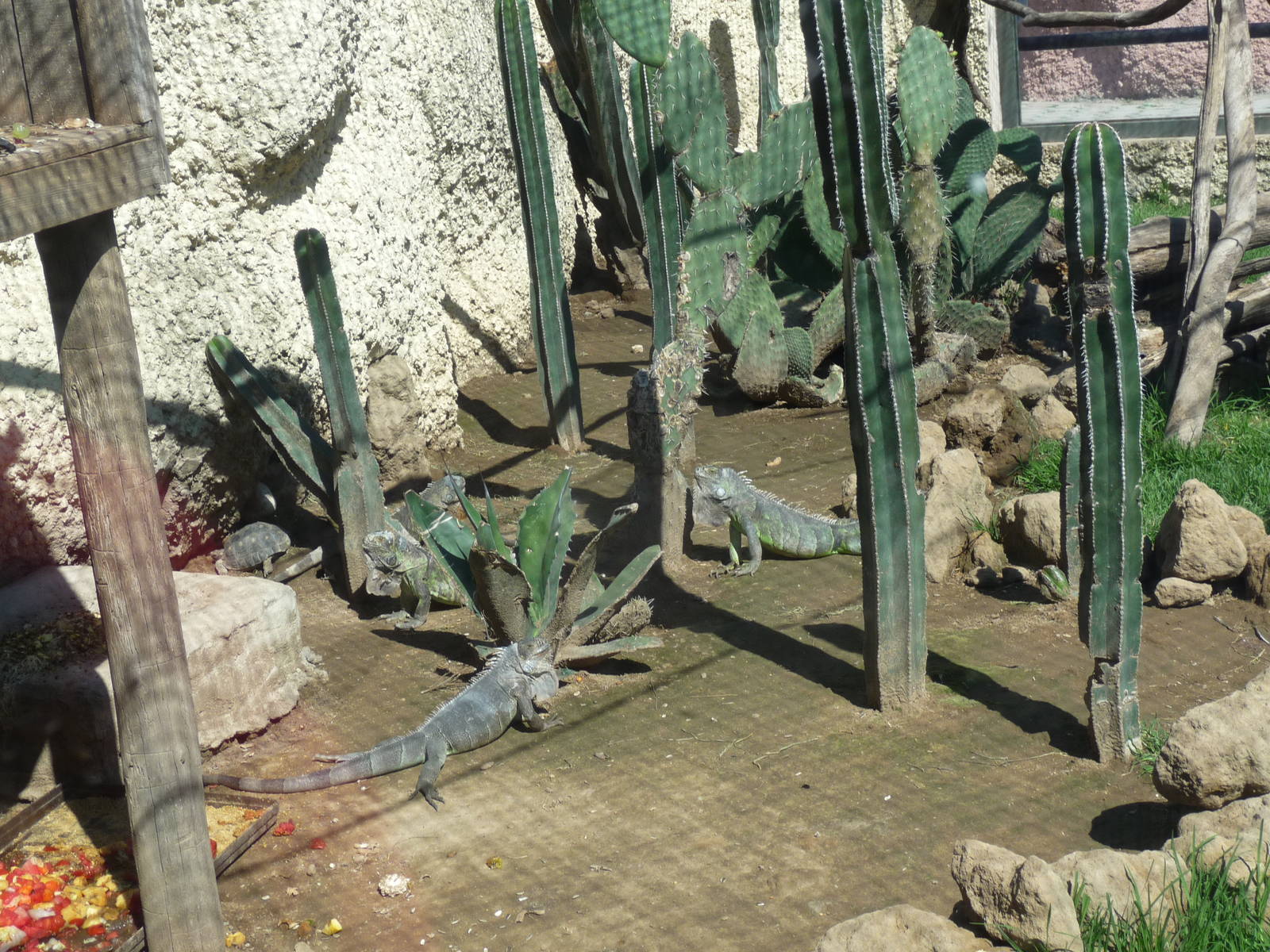 tortoise and iguanas zoologico del altiplano tlaxcala