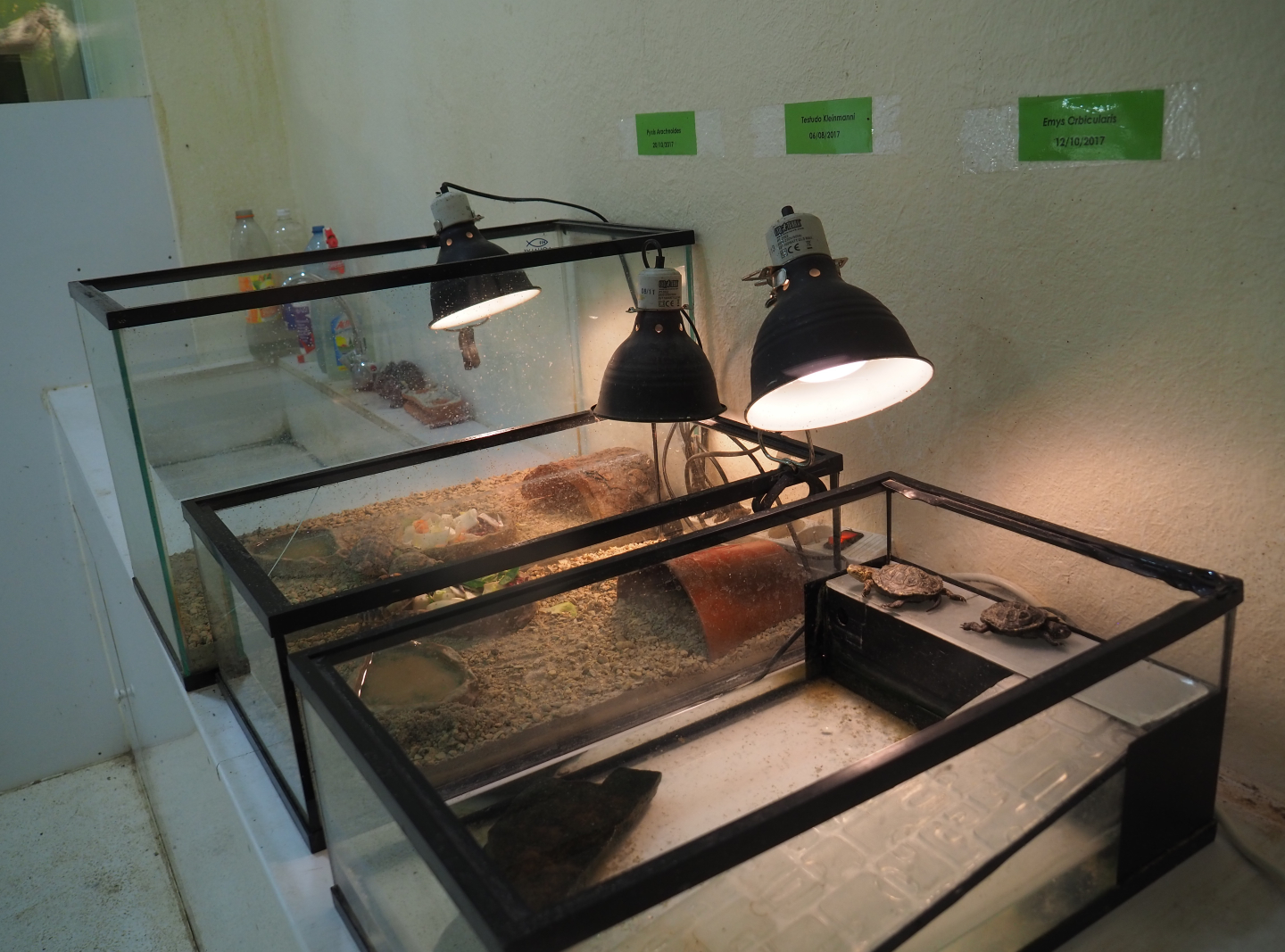 Tortoise and turtle raising exhibits, 2019-10-04