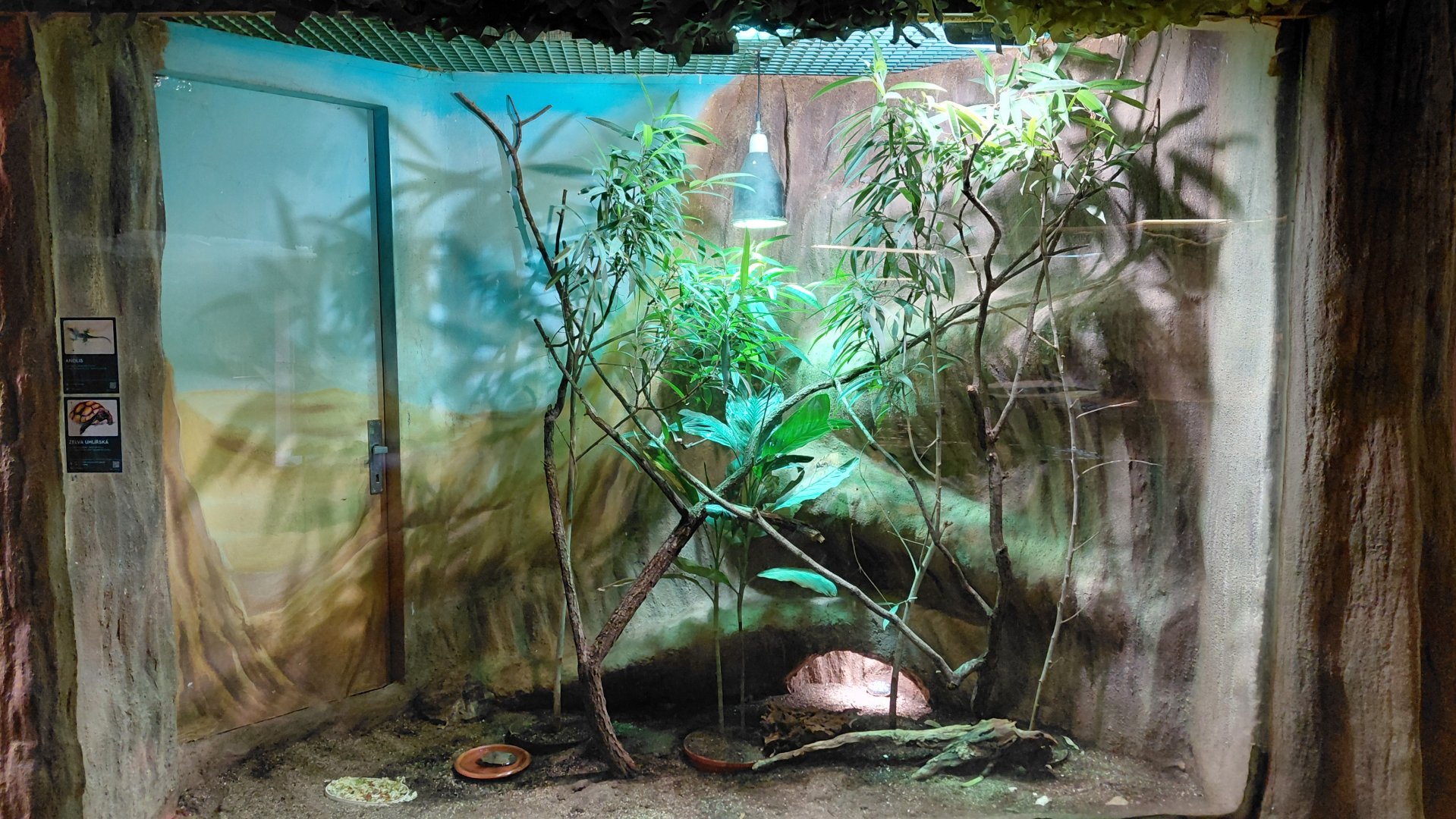 Tortoise + Anolis exhibit