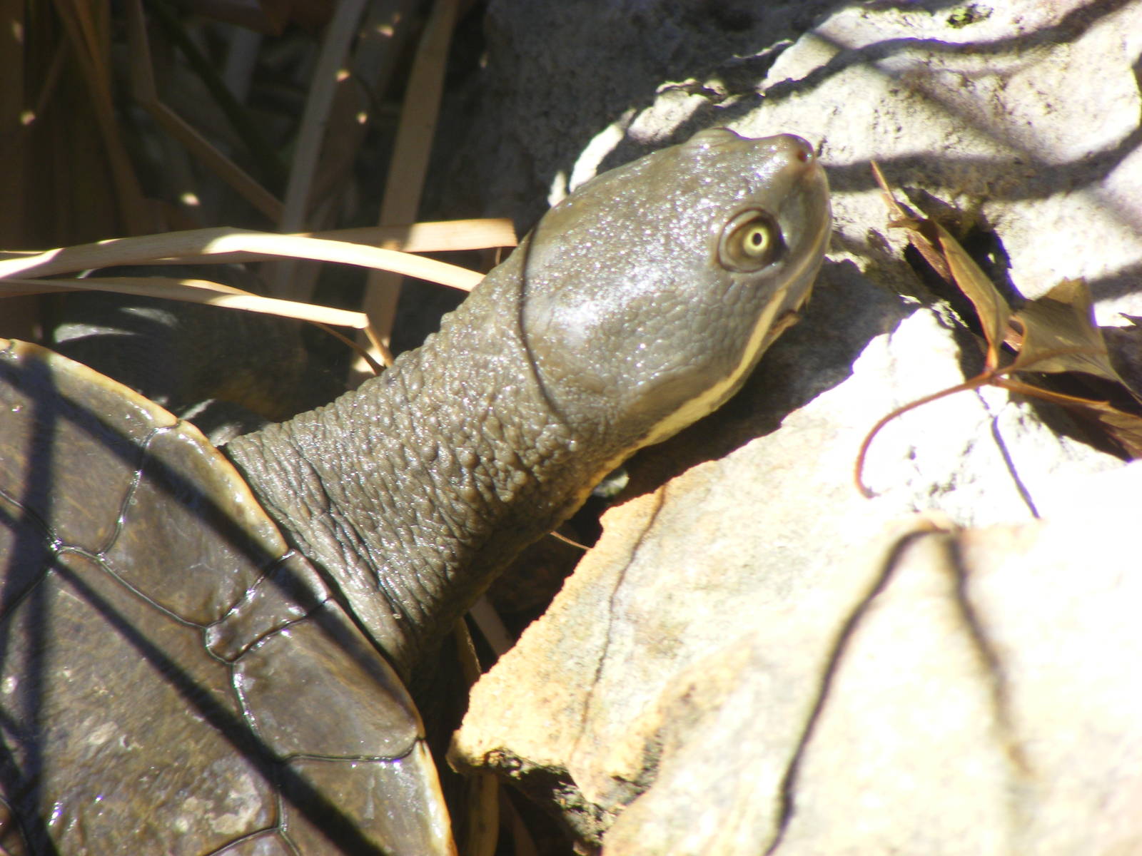 Tortoise - April, 2010