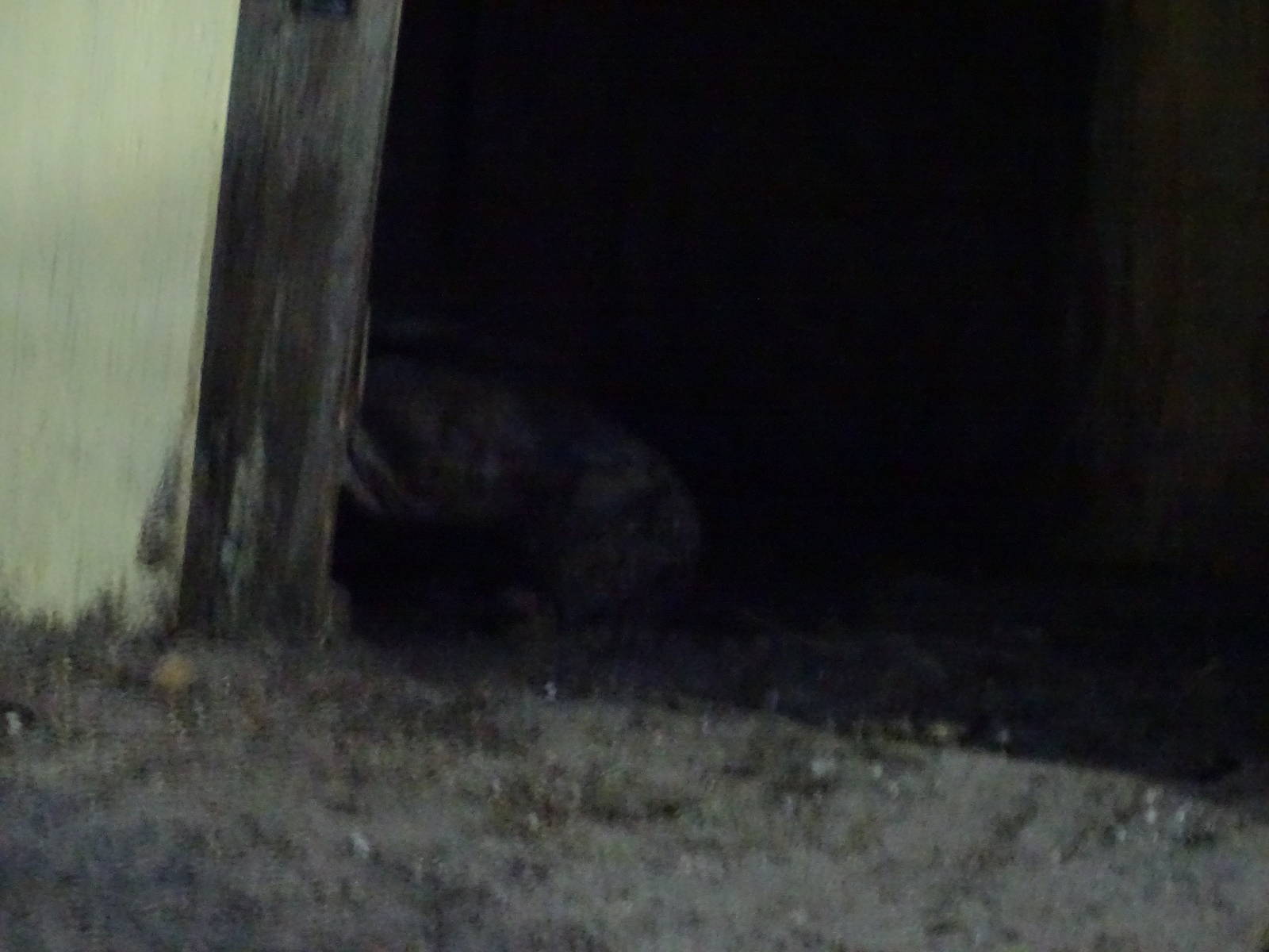 Tortoise at Gator Golf - 28/08/2014