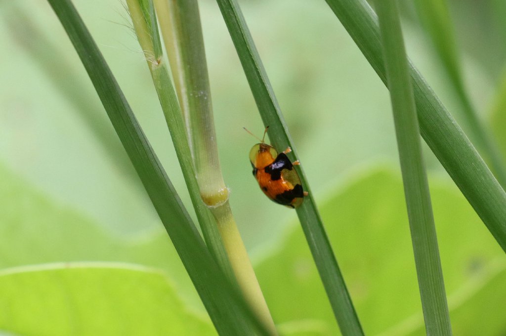 Tortoise Beetle