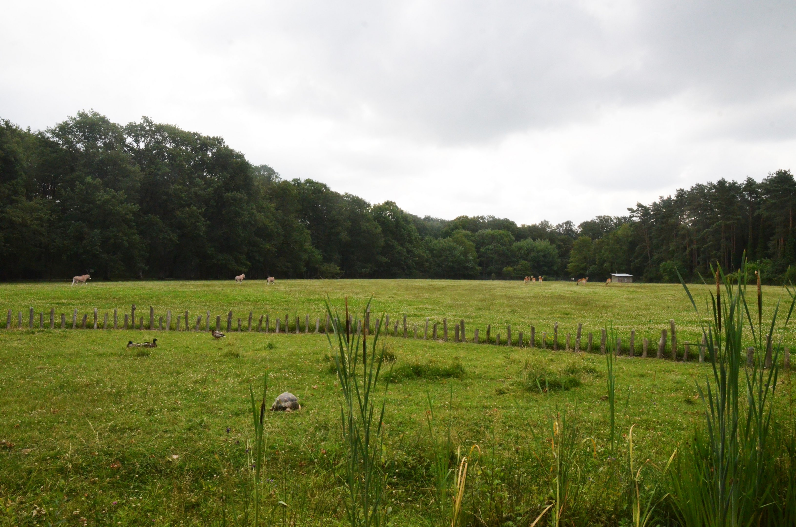 Tortoise, Beisa Oryx and Kafue Lechwe Enclosures at Haute-Touche, 14/06/18