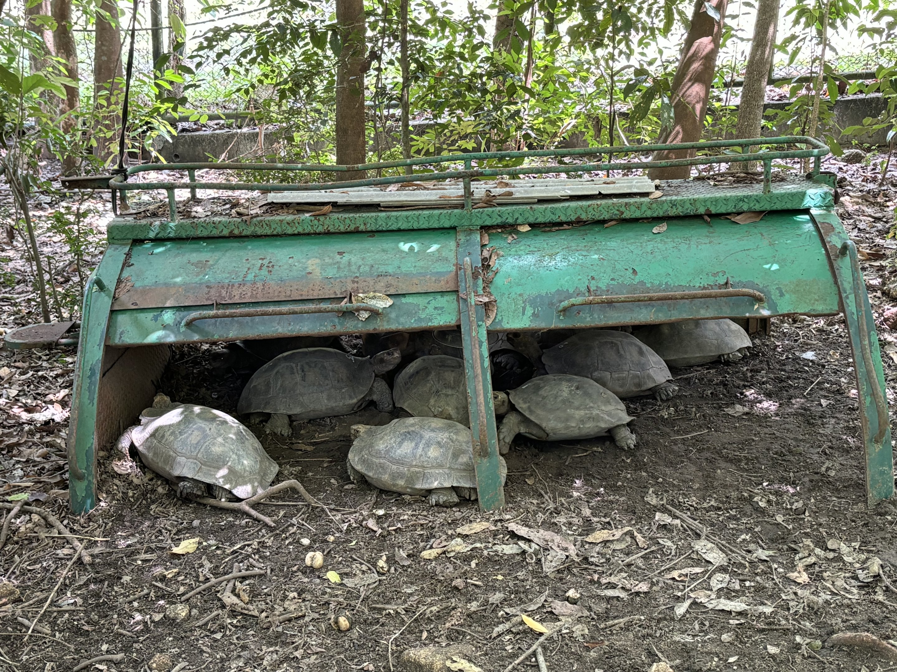 Tortoise Breeding Center (off-show)