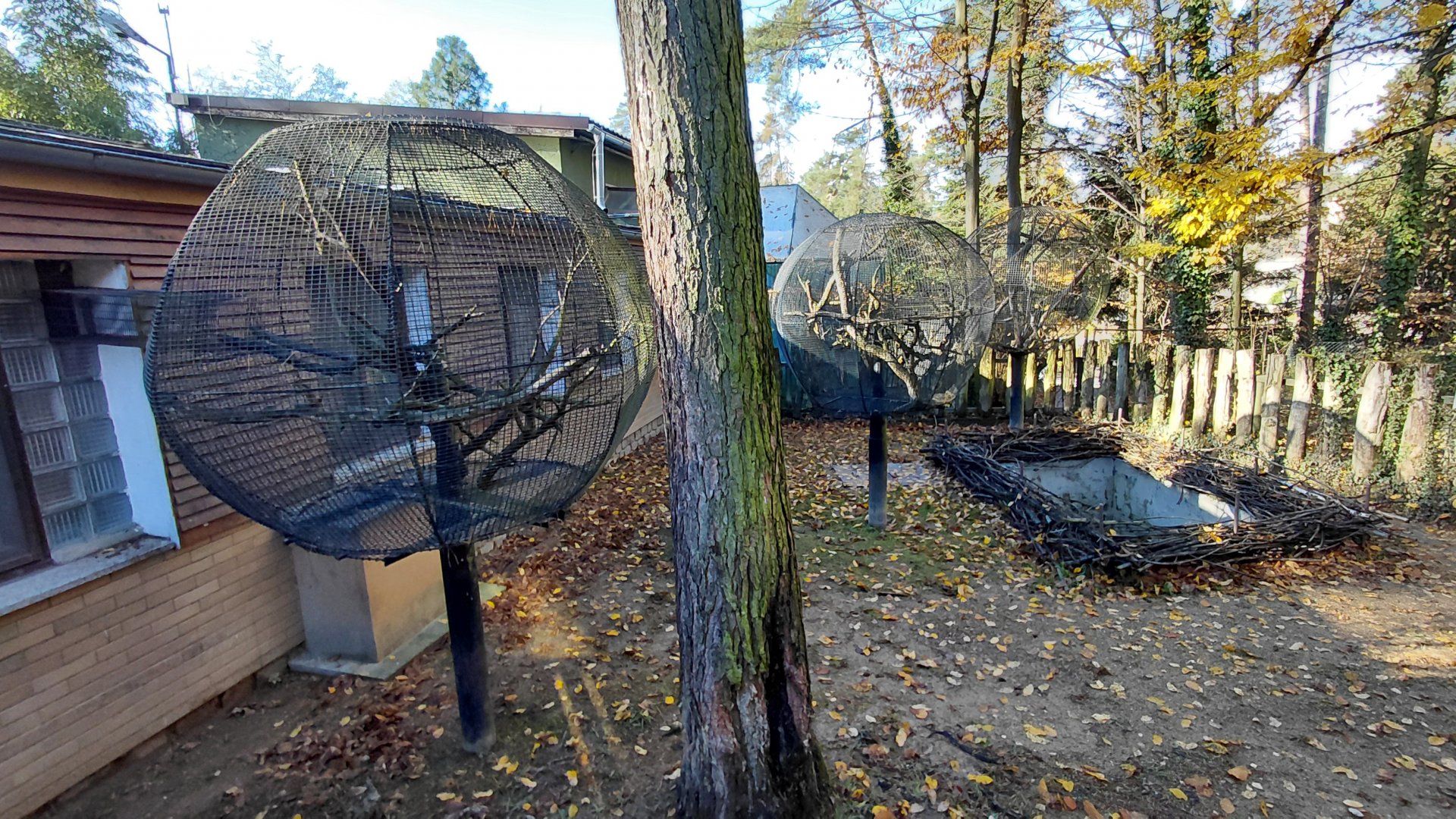 Tortoise + callitrichid outdoor exhibits