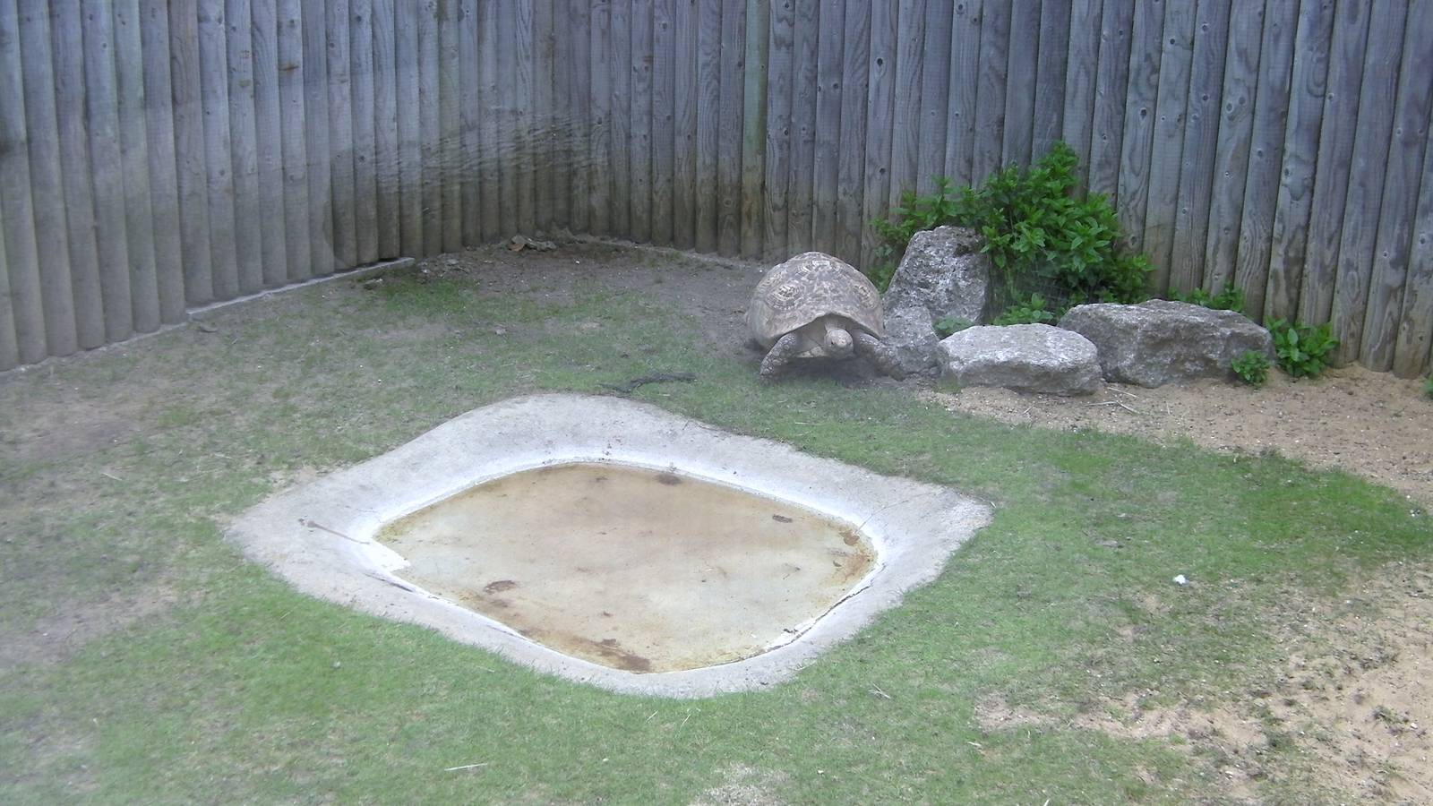 Tortoise Enclosure - 29.07.2011
