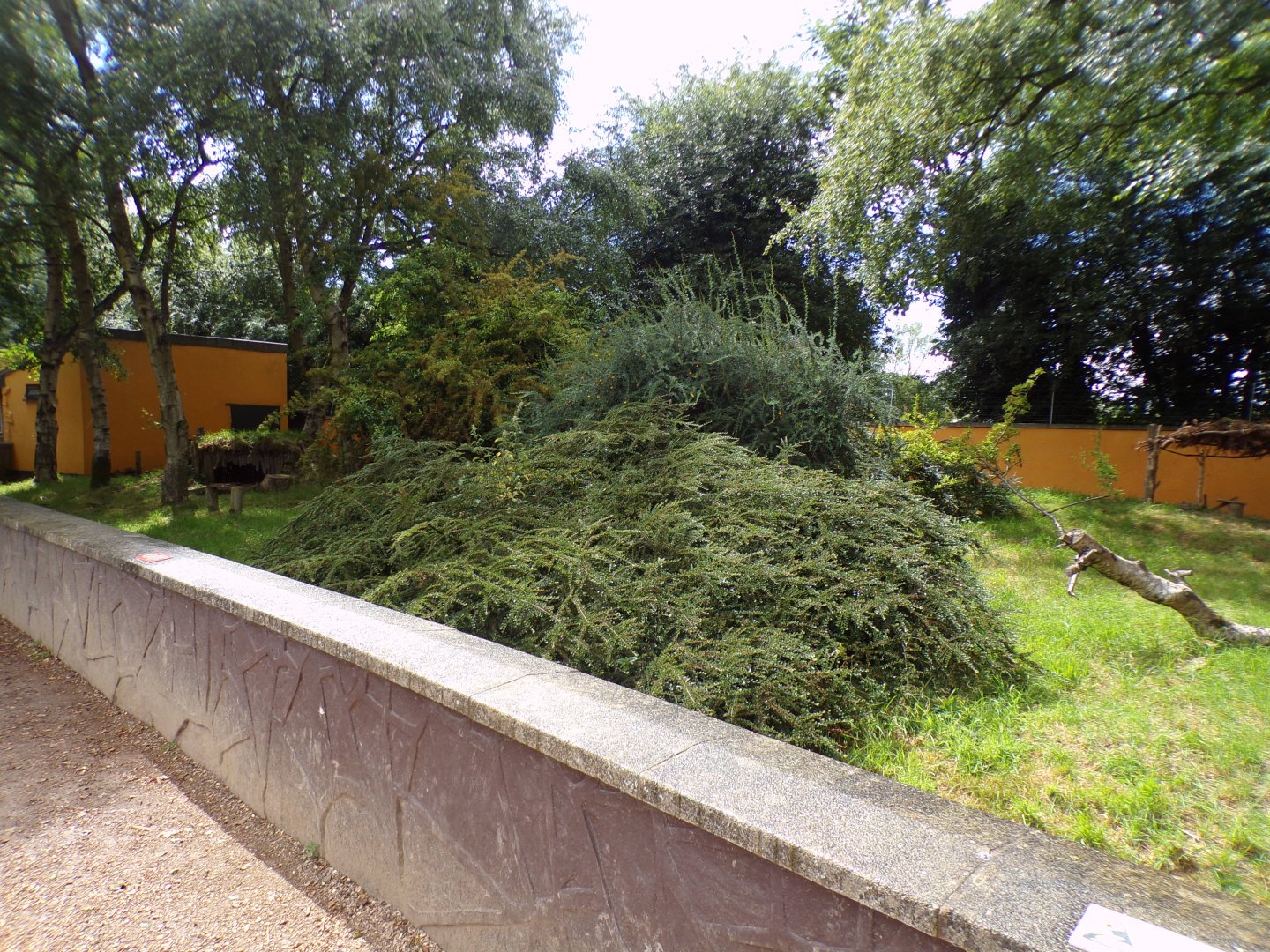 Tortoise enclosure 7.7.24 (read caption)