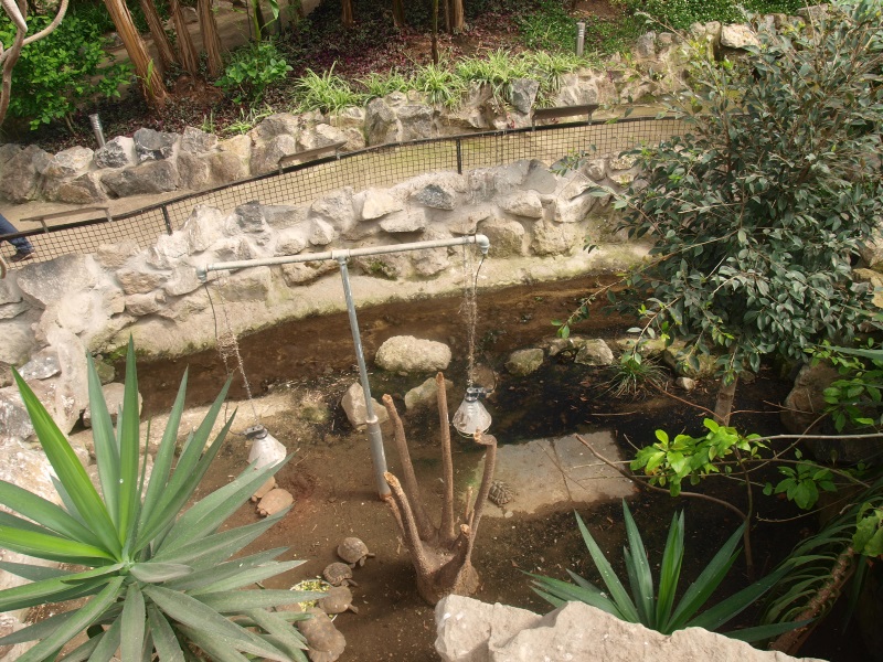 Tortoise enclosure (April 19th, 2015)