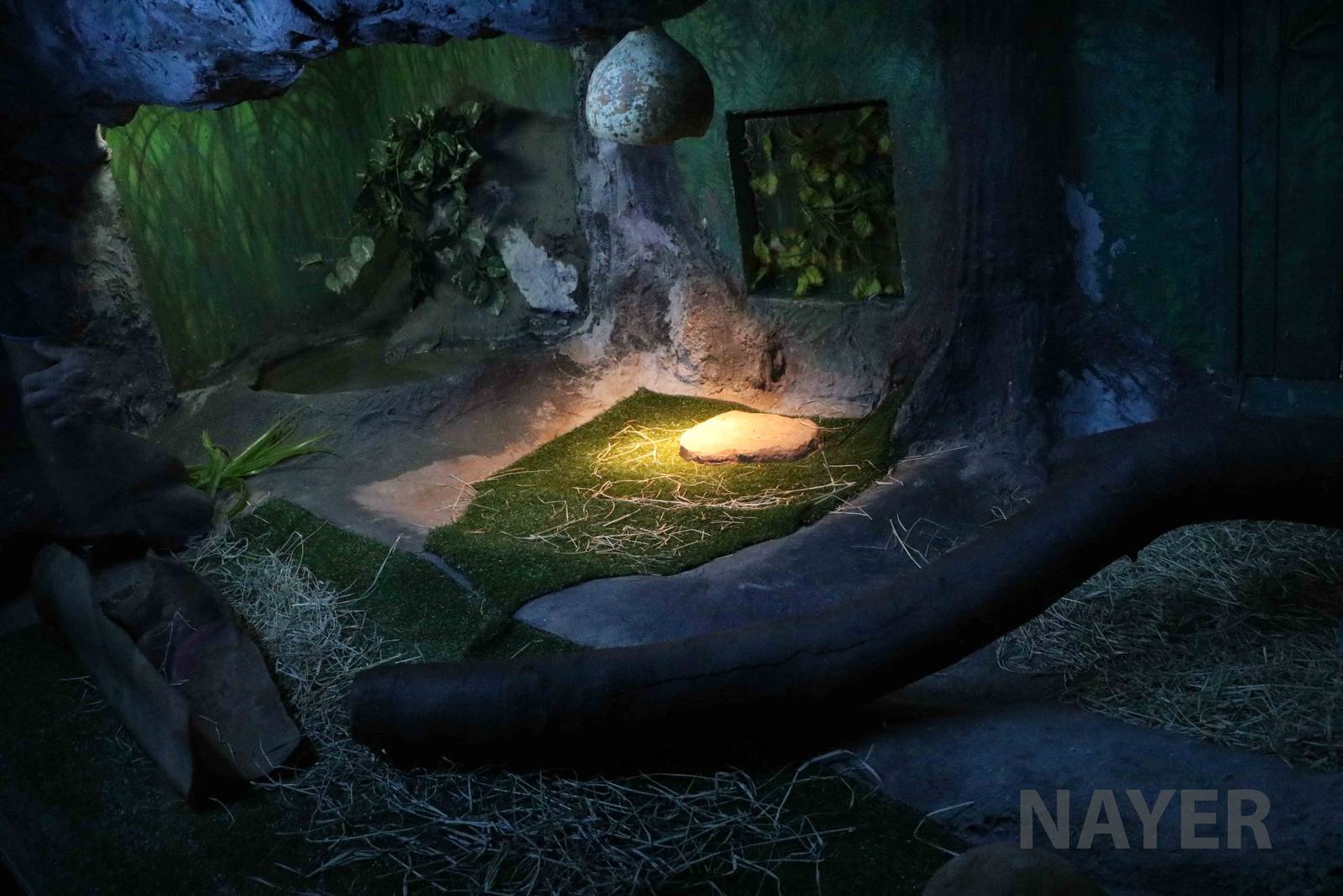 Tortoise enclosure, April 2016