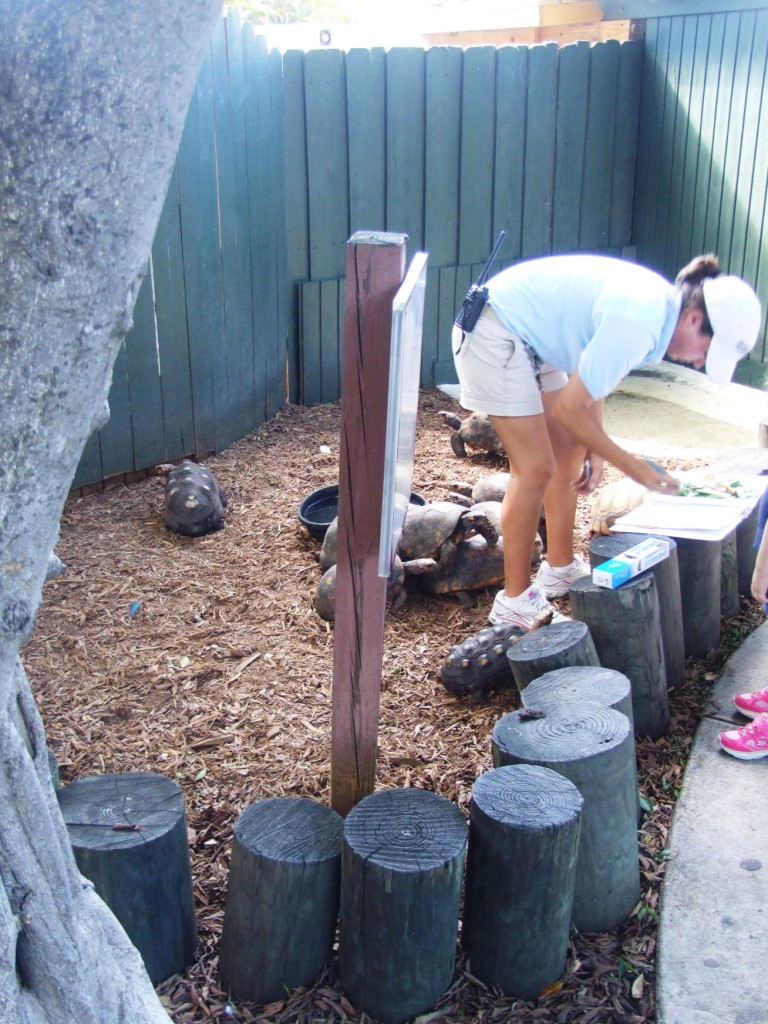 Tortoise Enclosure at Miami Seaquarium, 16/10/13