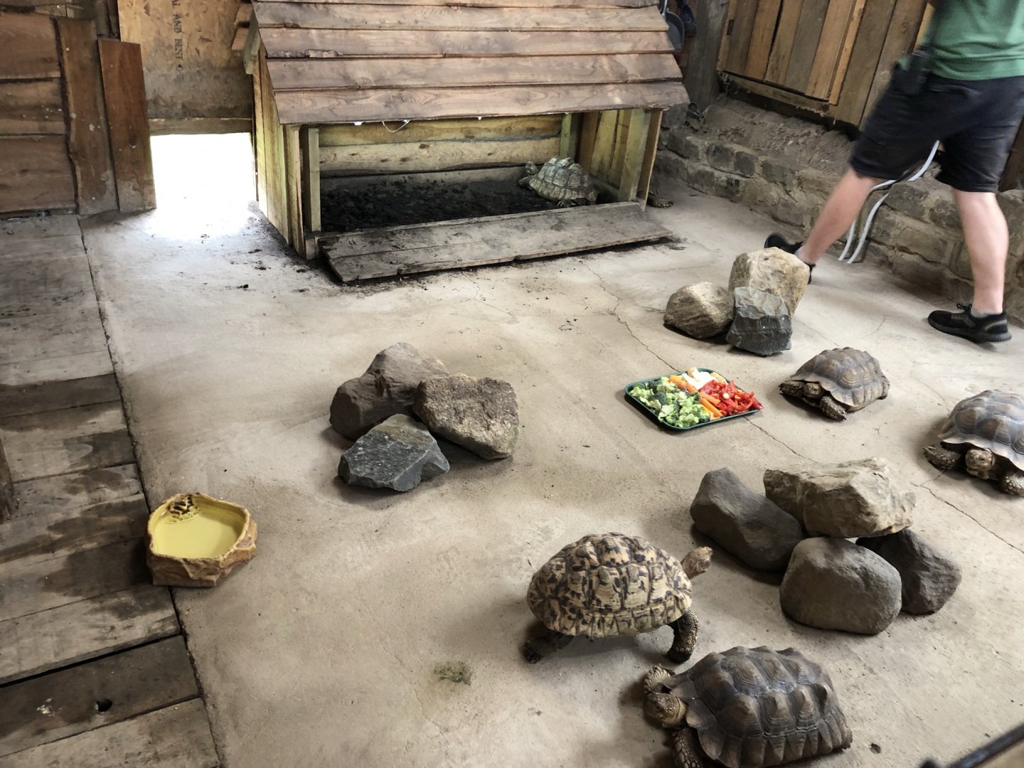 Tortoise Enclosure at Northumberland Country Zoo (September 2021)