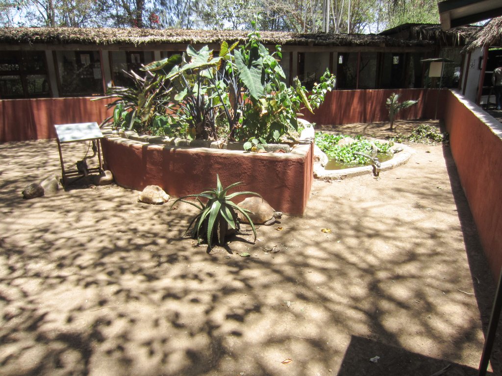 Tortoise enclosure