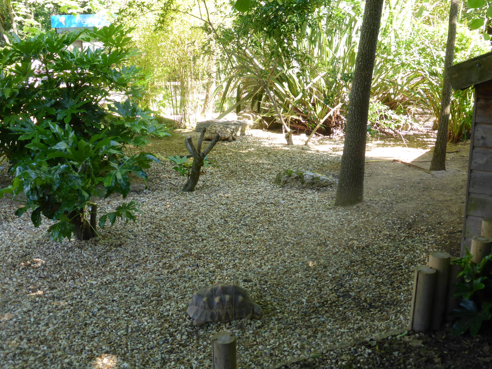 Tortoise enclosure