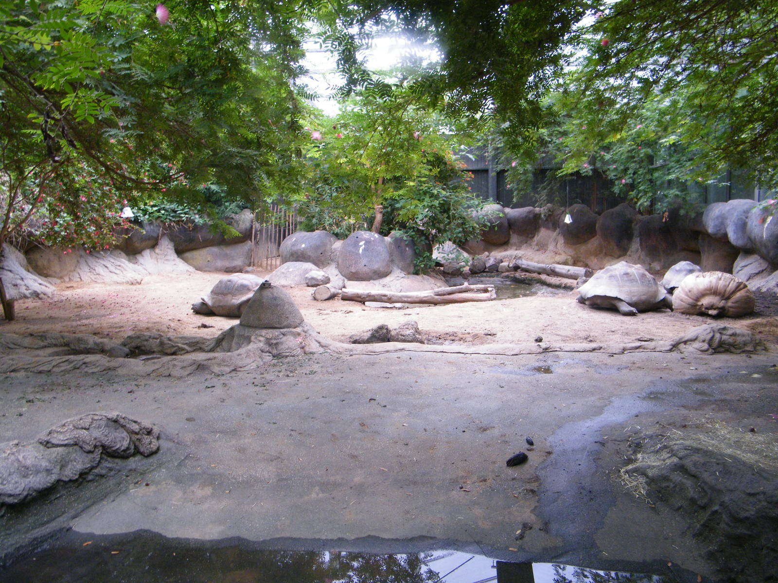Tortoise enclosure