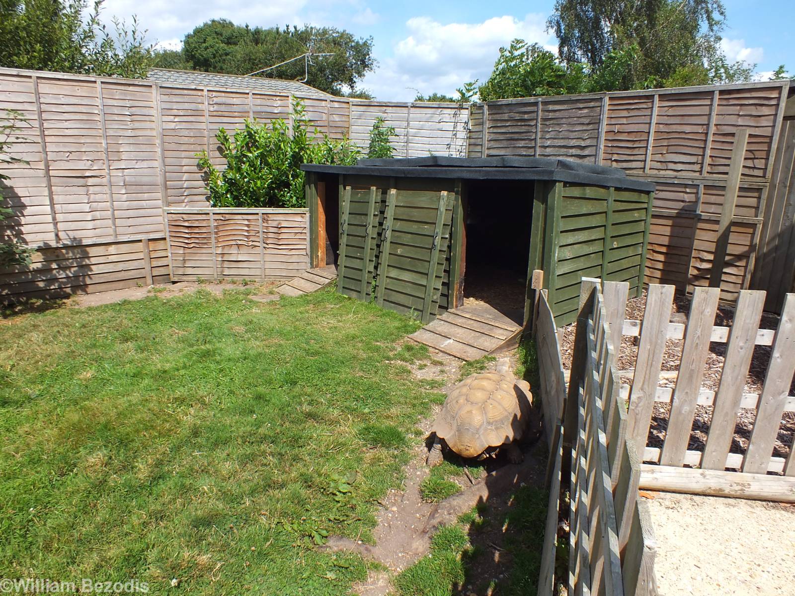 Tortoise Enclosure