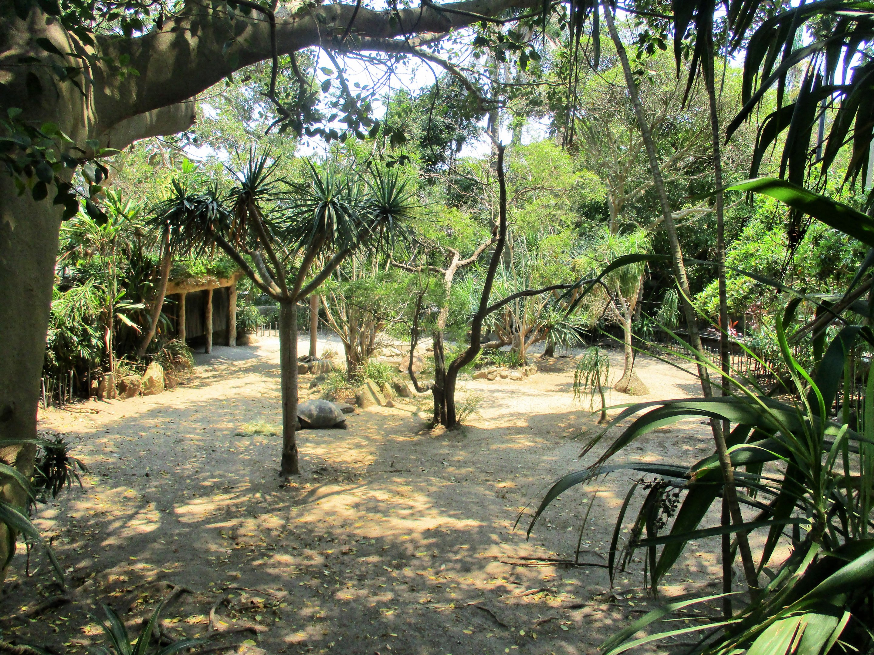 Tortoise Enclosure