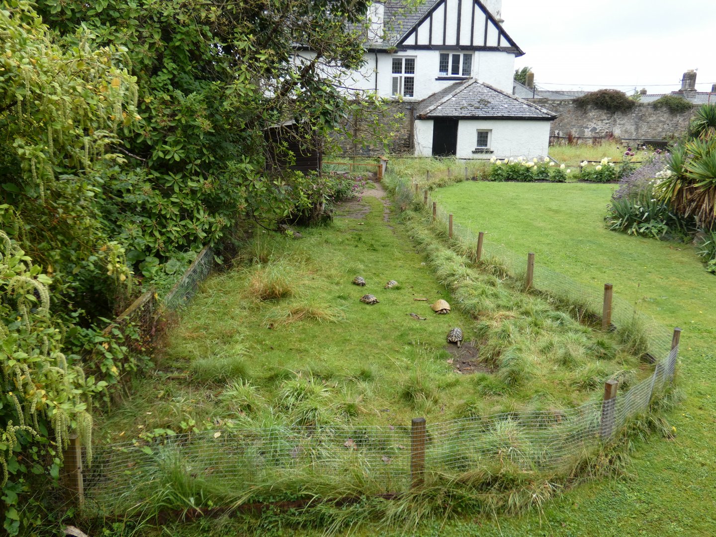 Tortoise enclosure