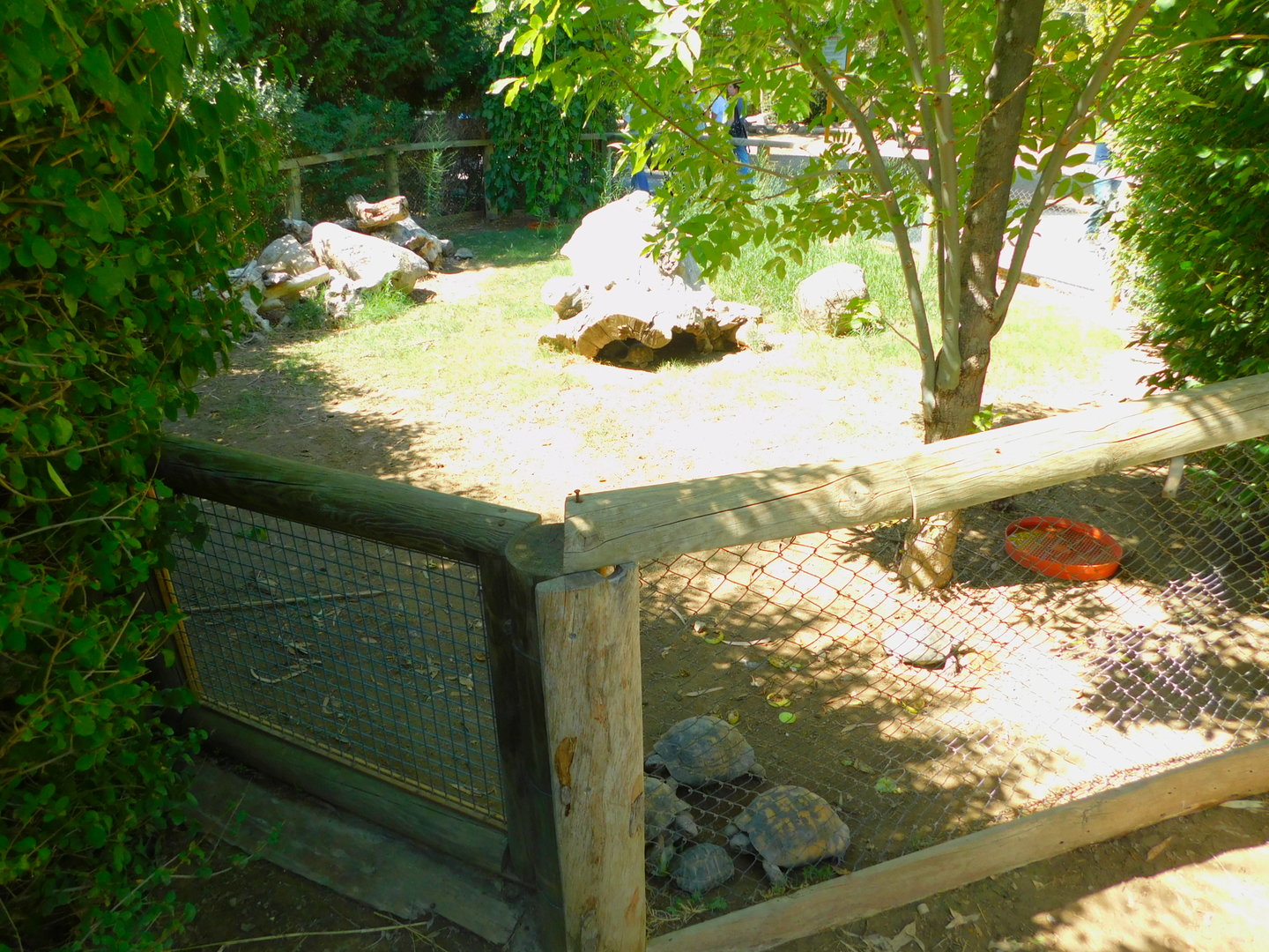 Tortoise enclosure