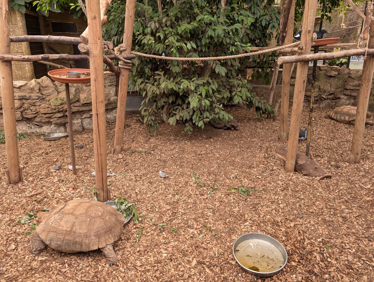 Tortoise Enclosure