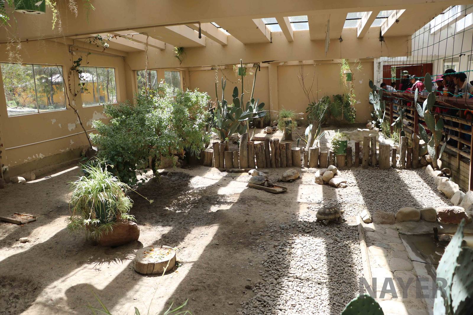 Tortoise enclosures, March 2016