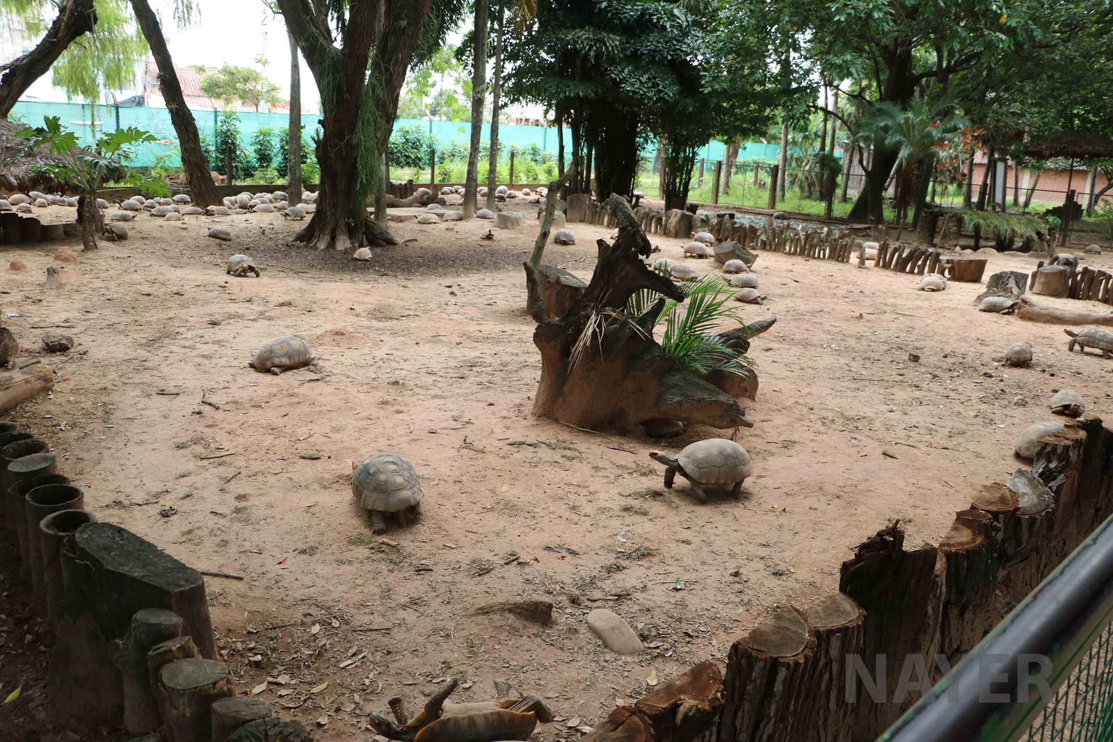 Tortoise enclosures, March 2016