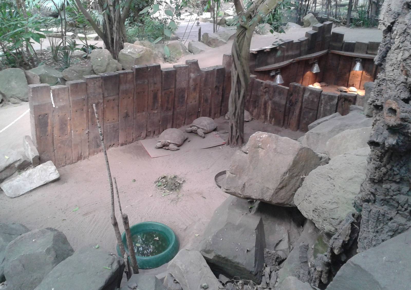 Tortoise enclosures