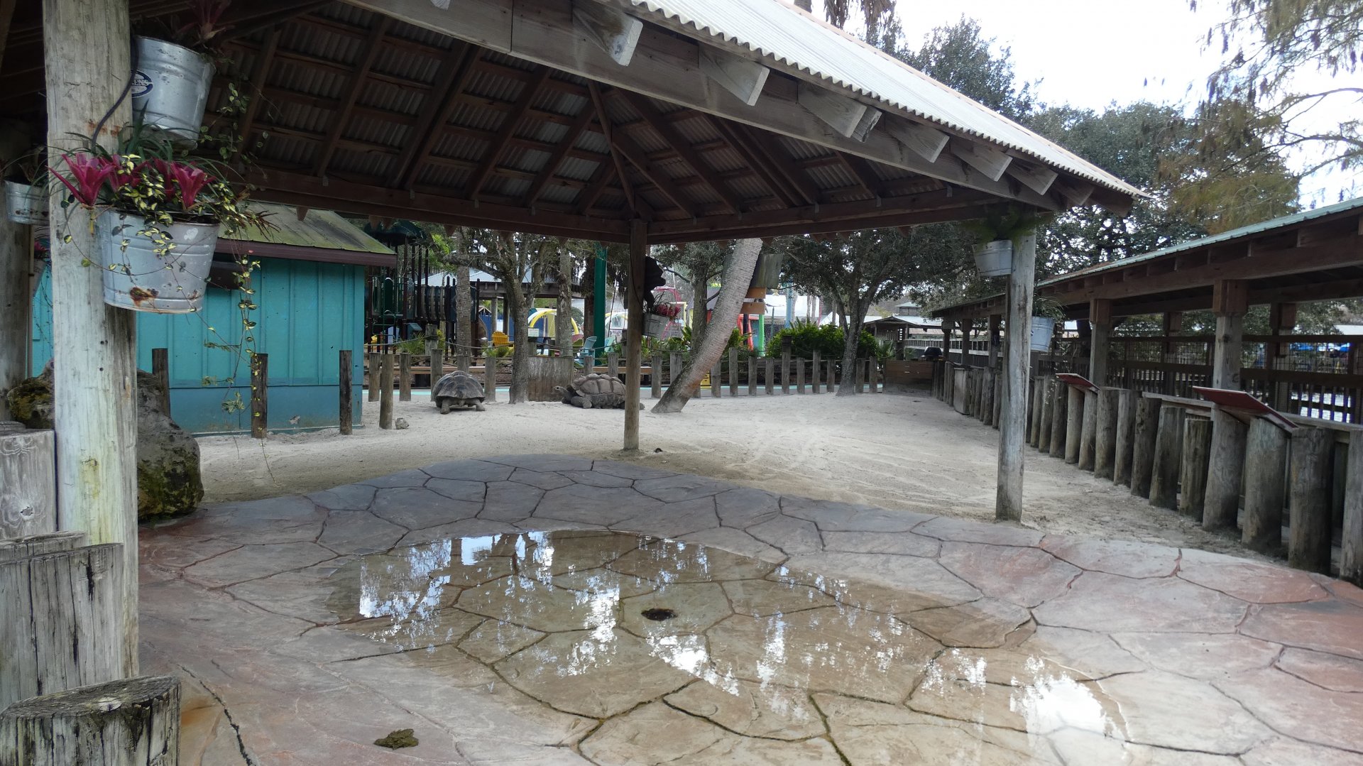 Tortoise Encounter - Jan. 2022