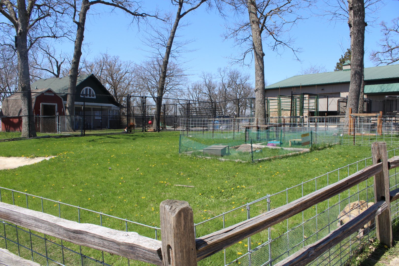 Tortoise Excerise Yard